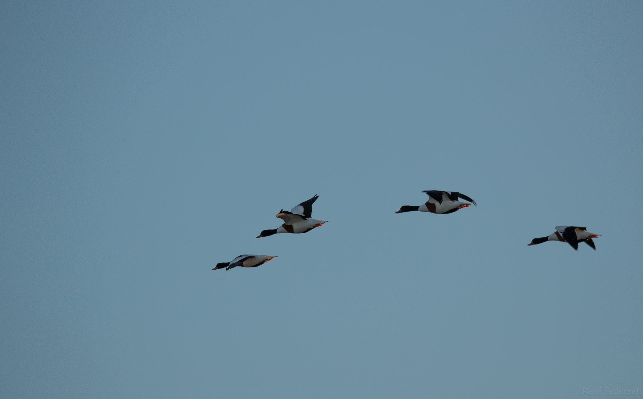 Canon EOS-1D X Mark II sample photo. 17-01-15 mandø. photography