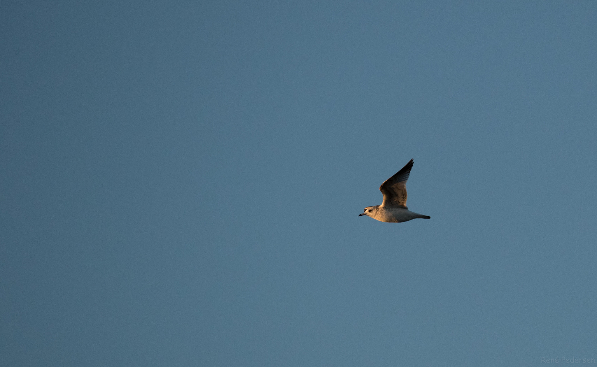 Canon EOS-1D X Mark II sample photo. 17-01-15 mandø. photography