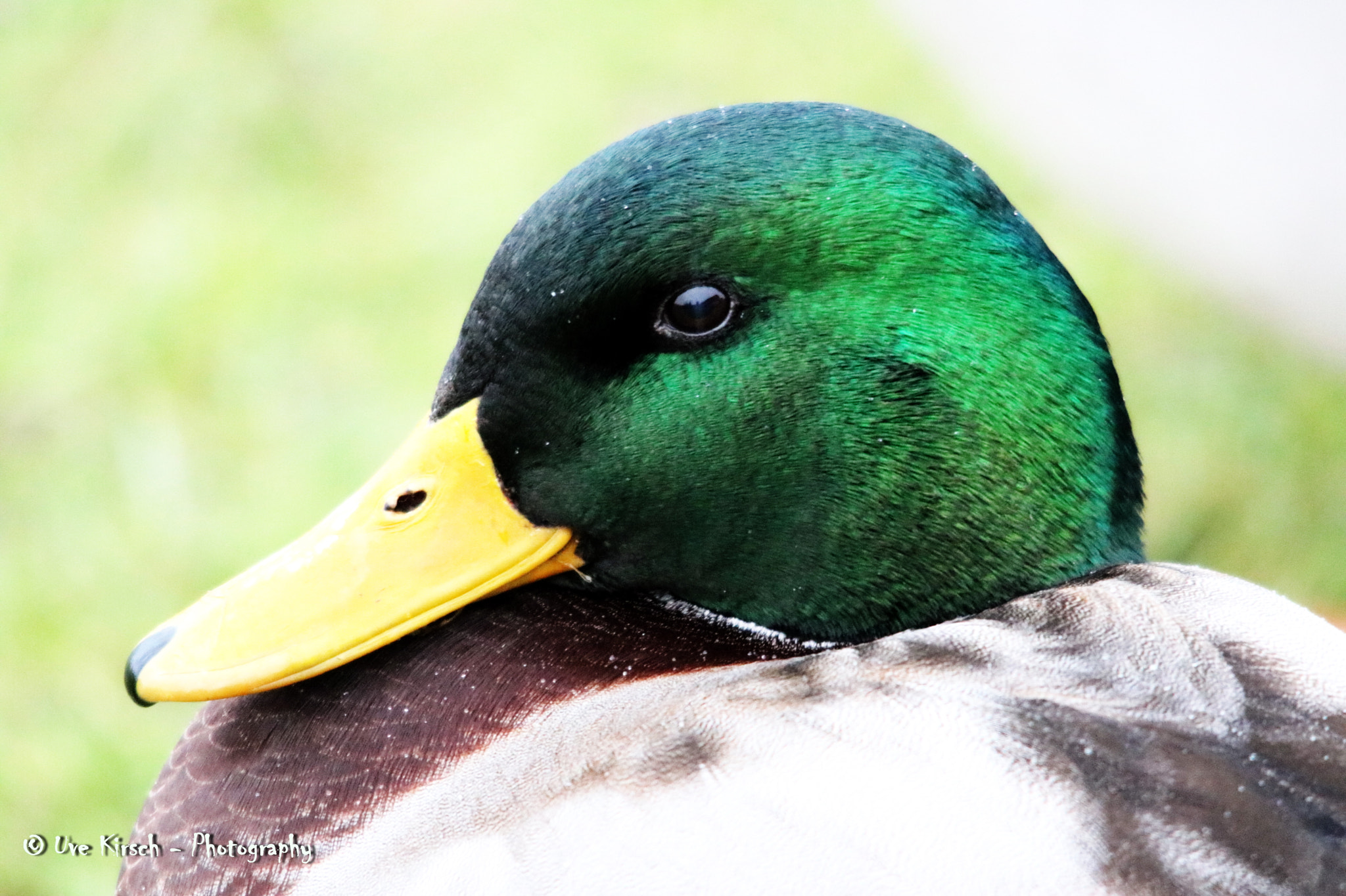 Canon EOS 760D (EOS Rebel T6s / EOS 8000D) + Sigma 150-500mm F5-6.3 DG OS HSM sample photo. Duck portrait photography