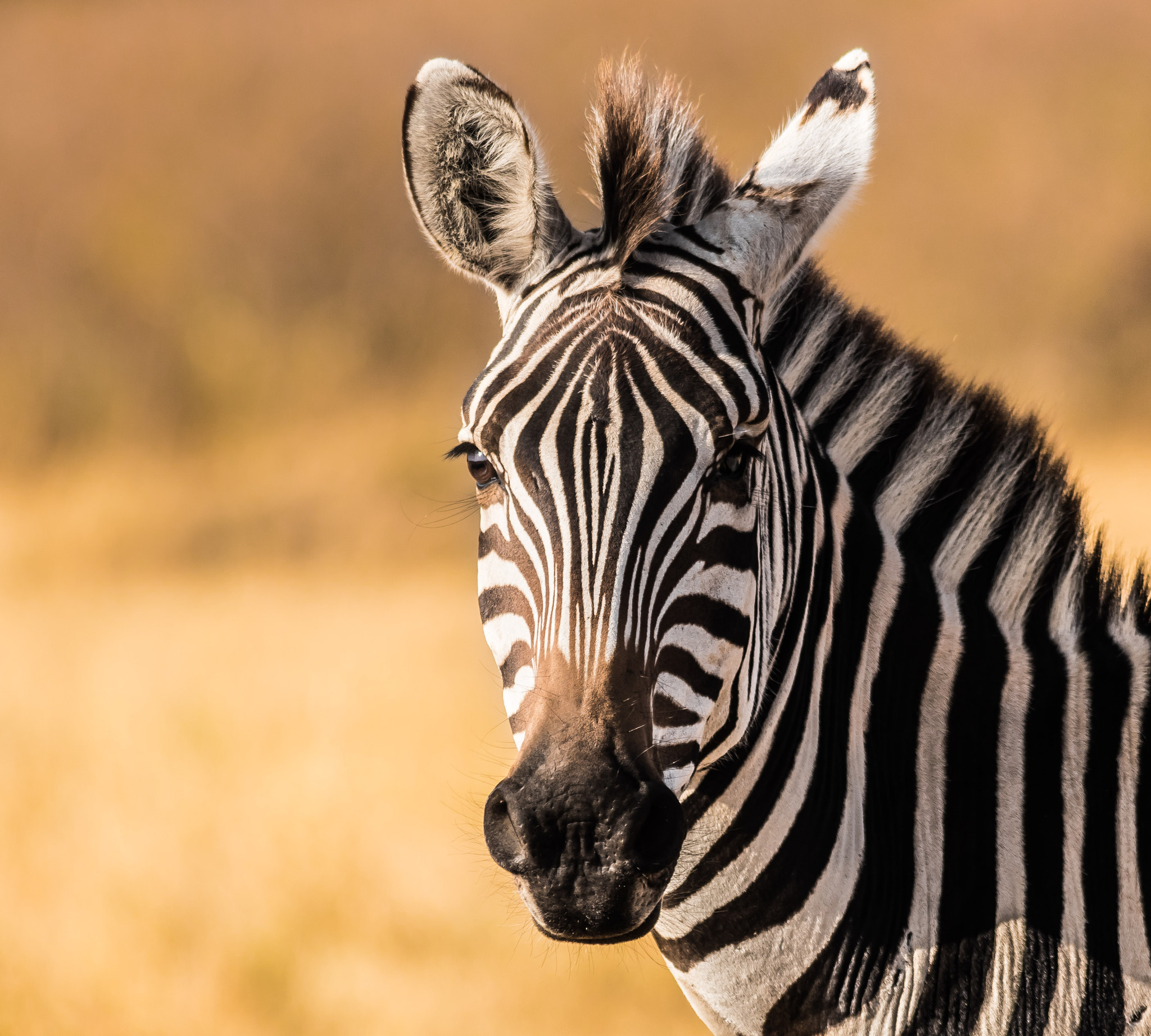 Sigma 150-500mm F5-6.3 DG OS HSM sample photo. Zebra at masai mara photography