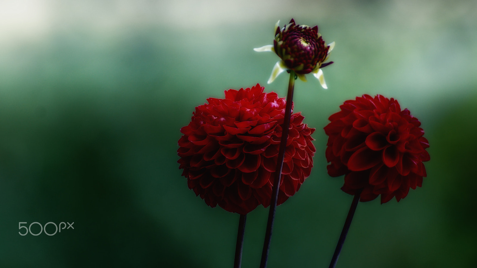 Tamron SP 70-300mm F4-5.6 Di USD sample photo. Dahlien photography