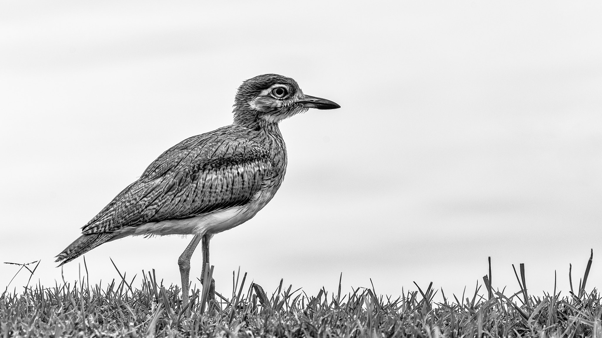 Nikon D610 sample photo. Water thick-knee photography