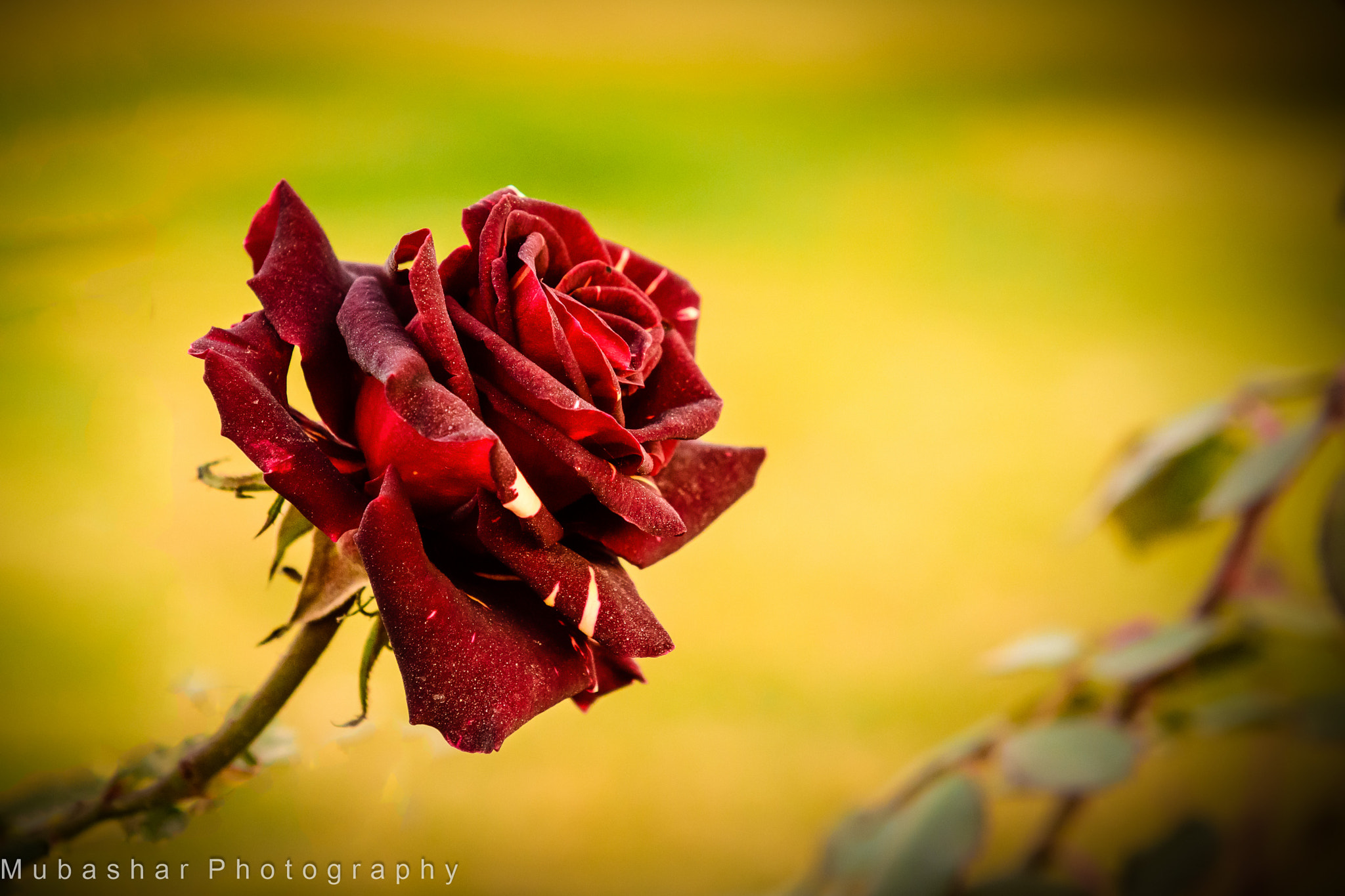 Nikon AF-S Nikkor 24-70mm F2.8G ED sample photo. Red rose photography