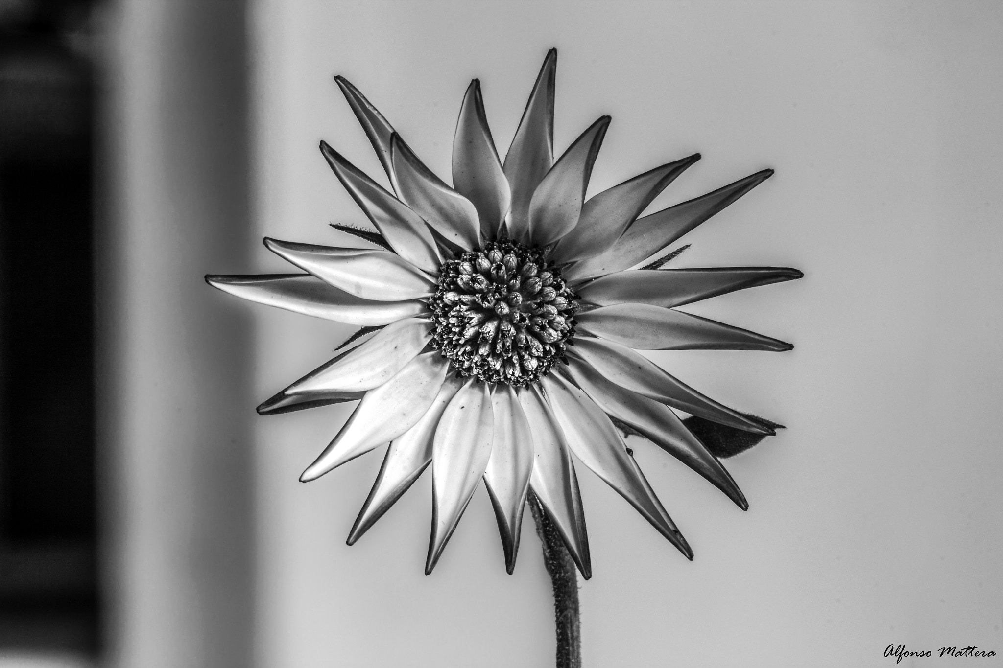 Sigma 105mm F2.8 EX DG OS HSM sample photo. Ti ama se cominci bene photography