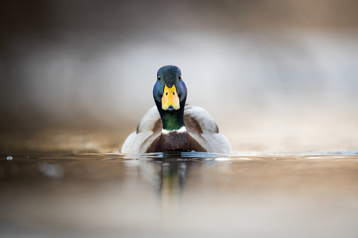 Nikon D4S sample photo. Duck photography