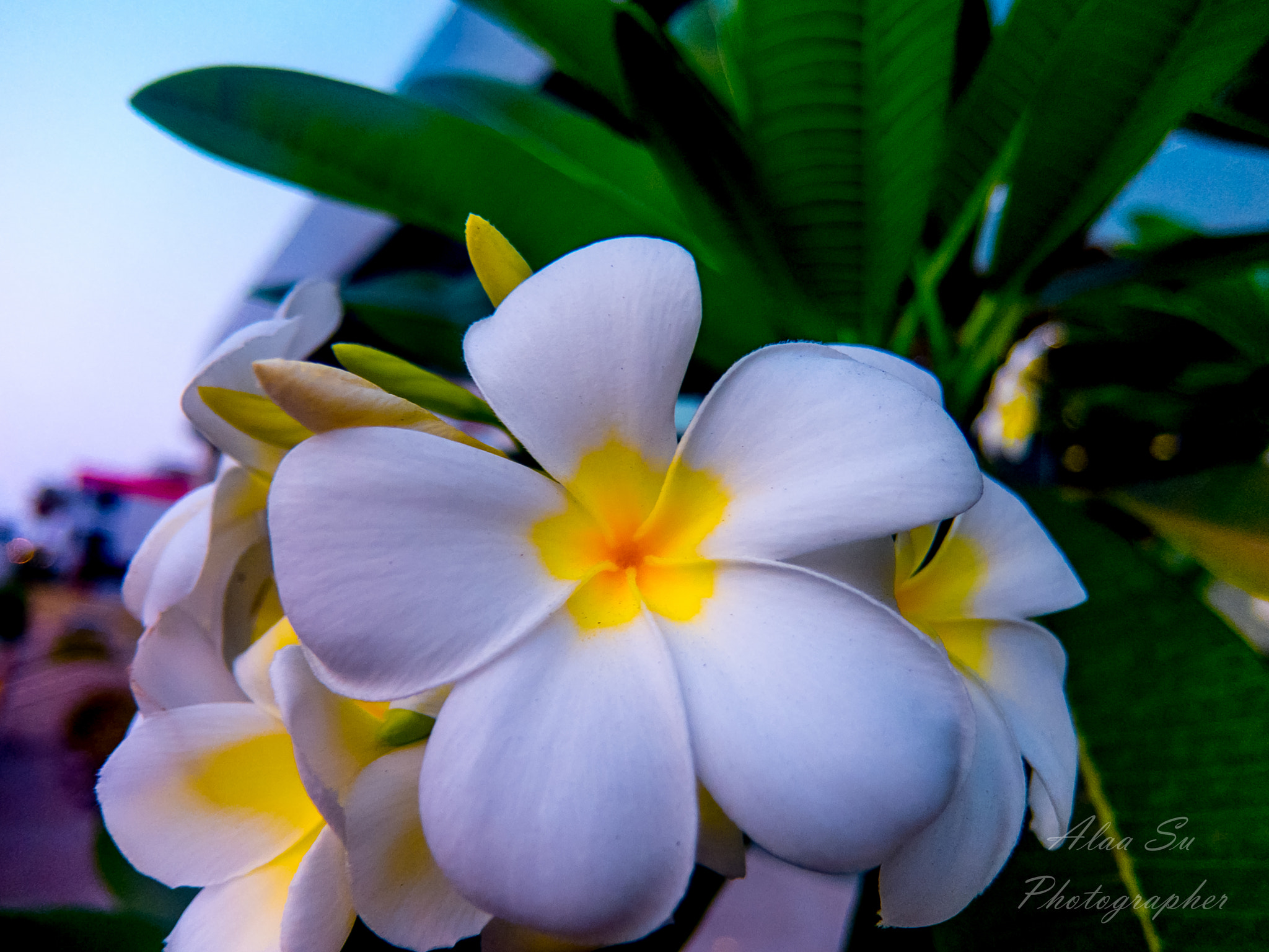 Fujifilm XF1 sample photo. Perfect white flowers photography