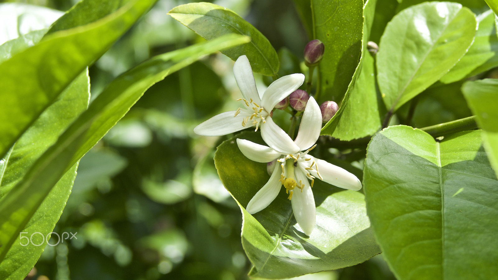 Minolta AF 35-70mm F3.5-4.5 [II] sample photo. Lemon flower photography