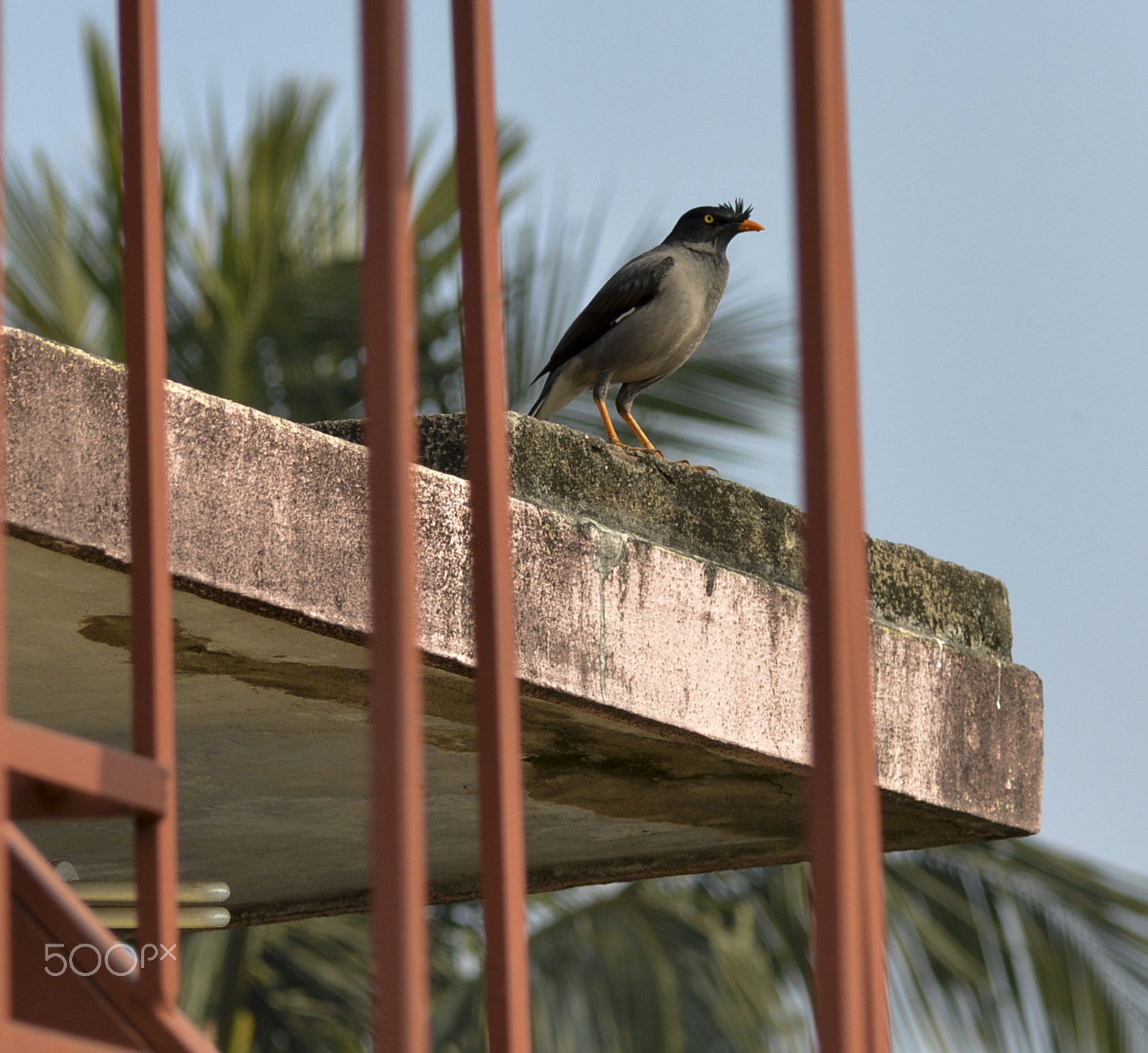 Nikon D5200 + Sigma 70-300mm F4-5.6 DG OS sample photo. Acridotheres tristis photography