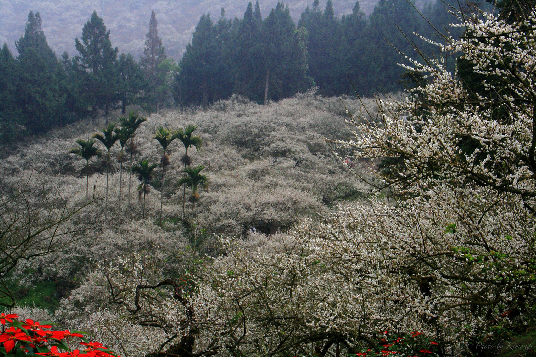 Sigma 18-125mm F3.8-5.6 DC OS HSM sample photo. "當梅艷芳時"(when plum blossom as snow......) photography