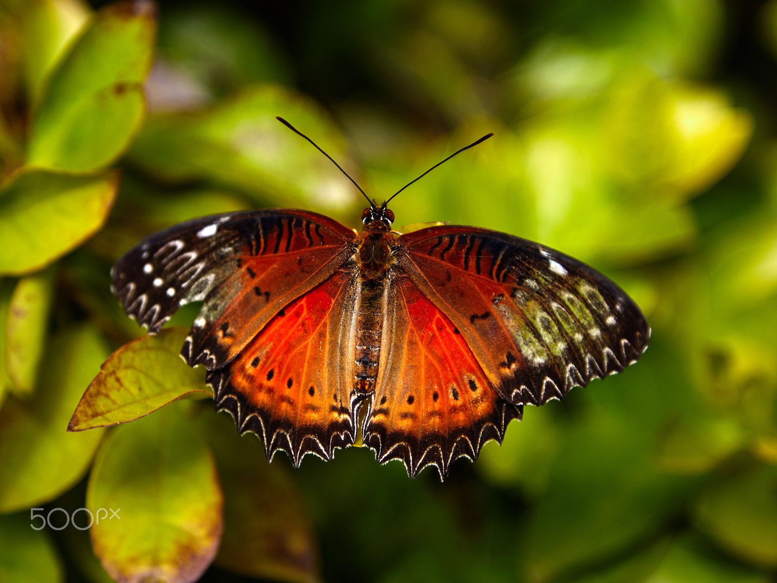 Canon EF 24-105mm F4L IS USM sample photo. A butterfly photography