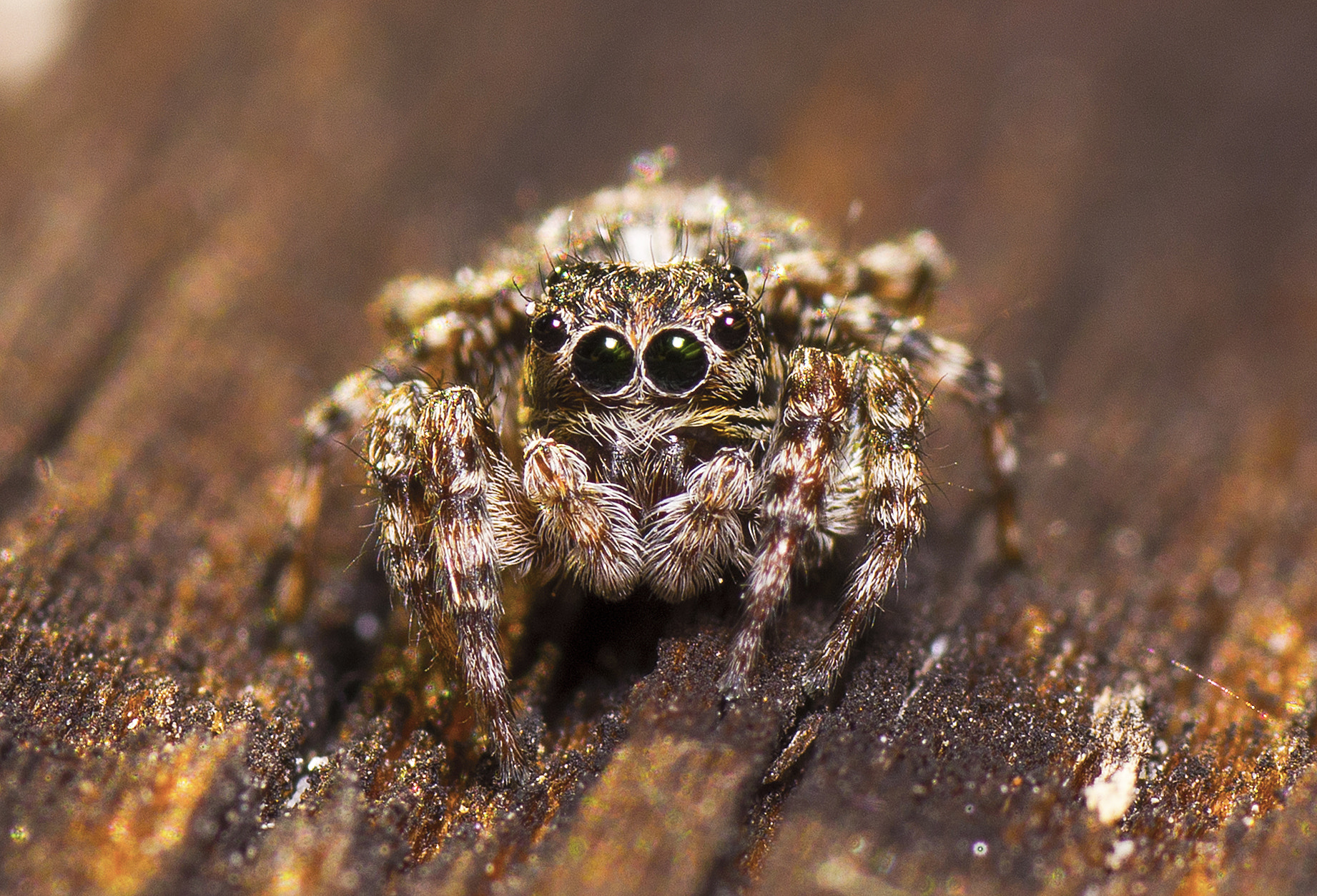 Tamron SP AF 90mm F2.8 Di Macro sample photo. Evarcha arcuata photography
