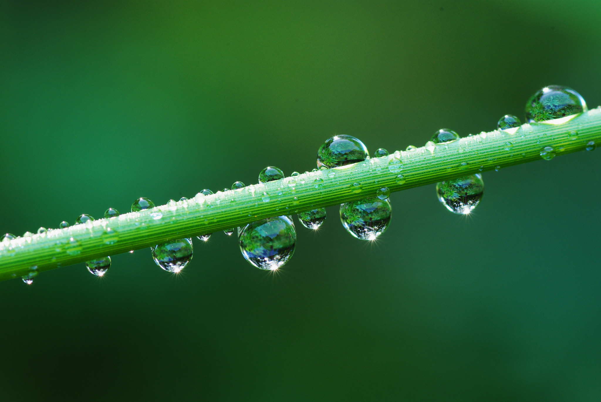 Pentax K200D + Tamron SP AF 90mm F2.8 Di Macro sample photo. The flute photography