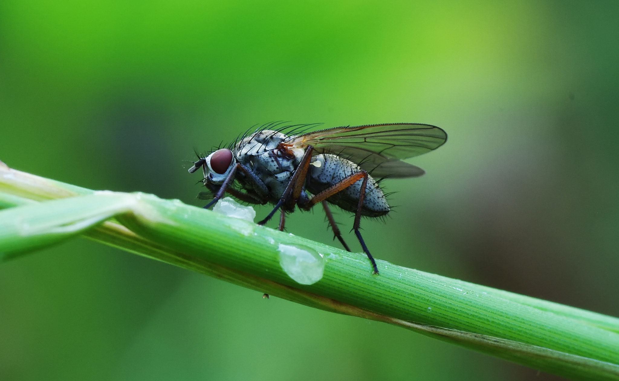 Pentax K200D + Tamron SP AF 90mm F2.8 Di Macro sample photo. Wow! honey! photography