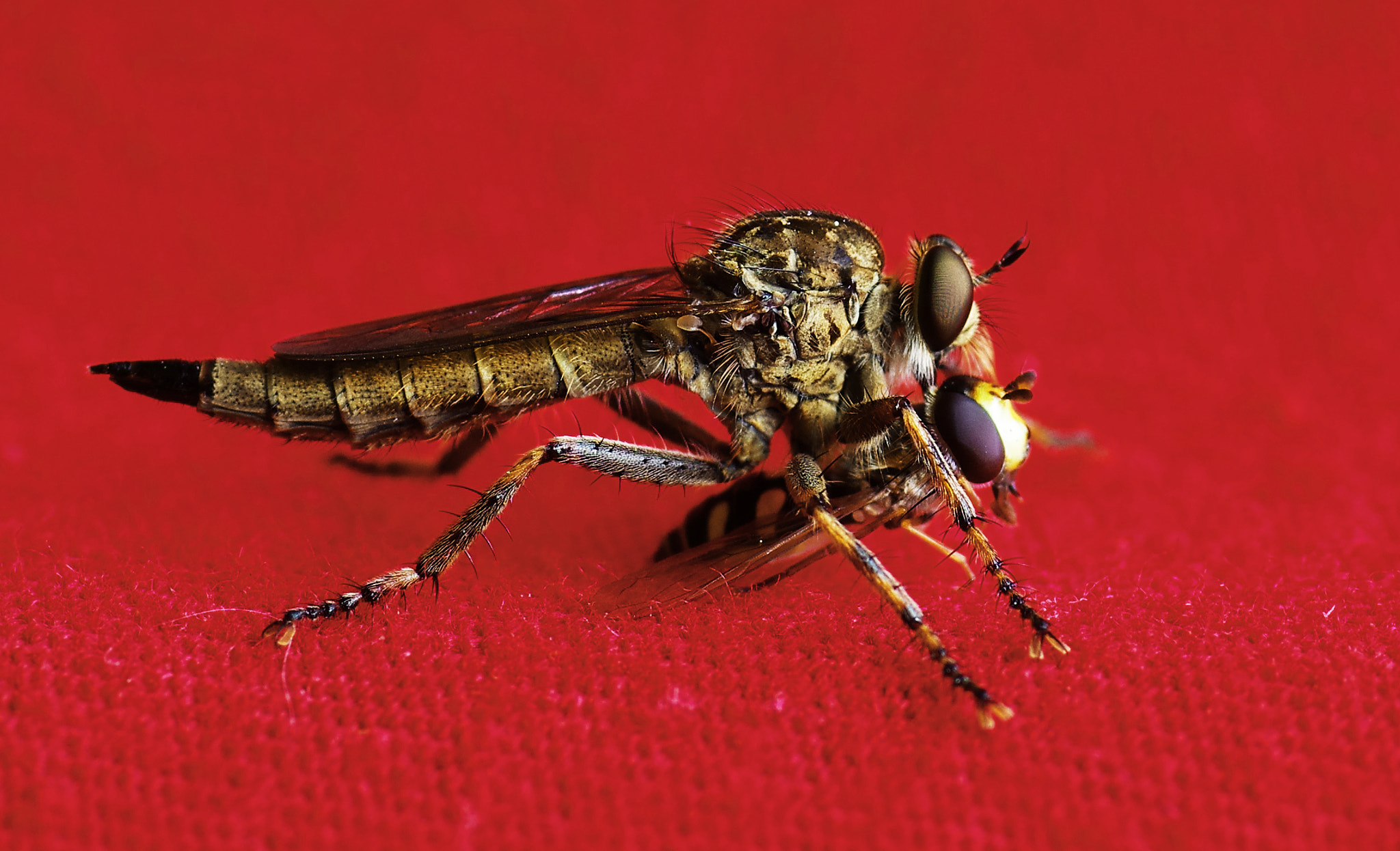 Pentax K-5 IIs sample photo. Tolmerus cingulatus +syrphidae photography