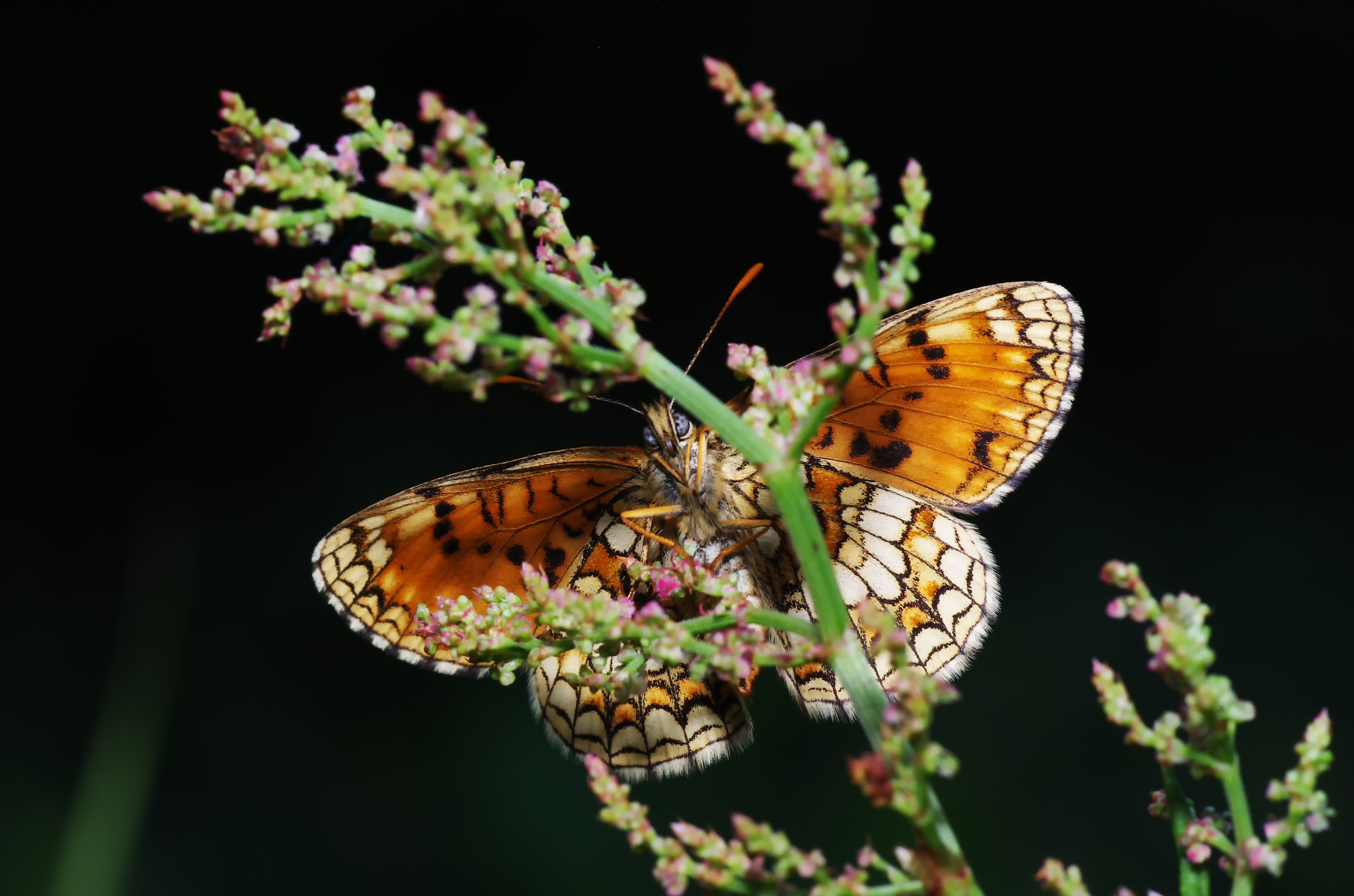 Tamron SP AF 90mm F2.8 Di Macro sample photo. Melitaea athalia photography