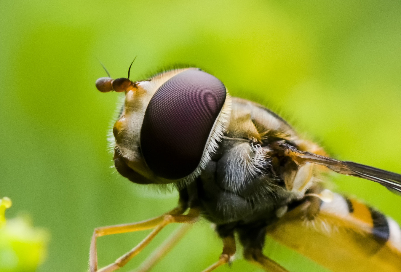 Tamron SP AF 90mm F2.8 Di Macro sample photo. Syrphidae photography