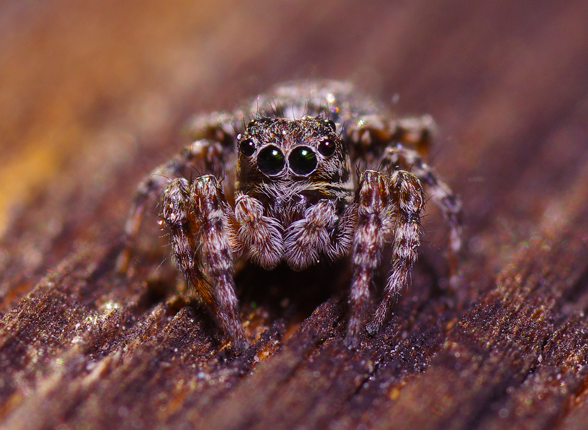 Tamron SP AF 90mm F2.8 Di Macro sample photo. Evarcha arcuata photography