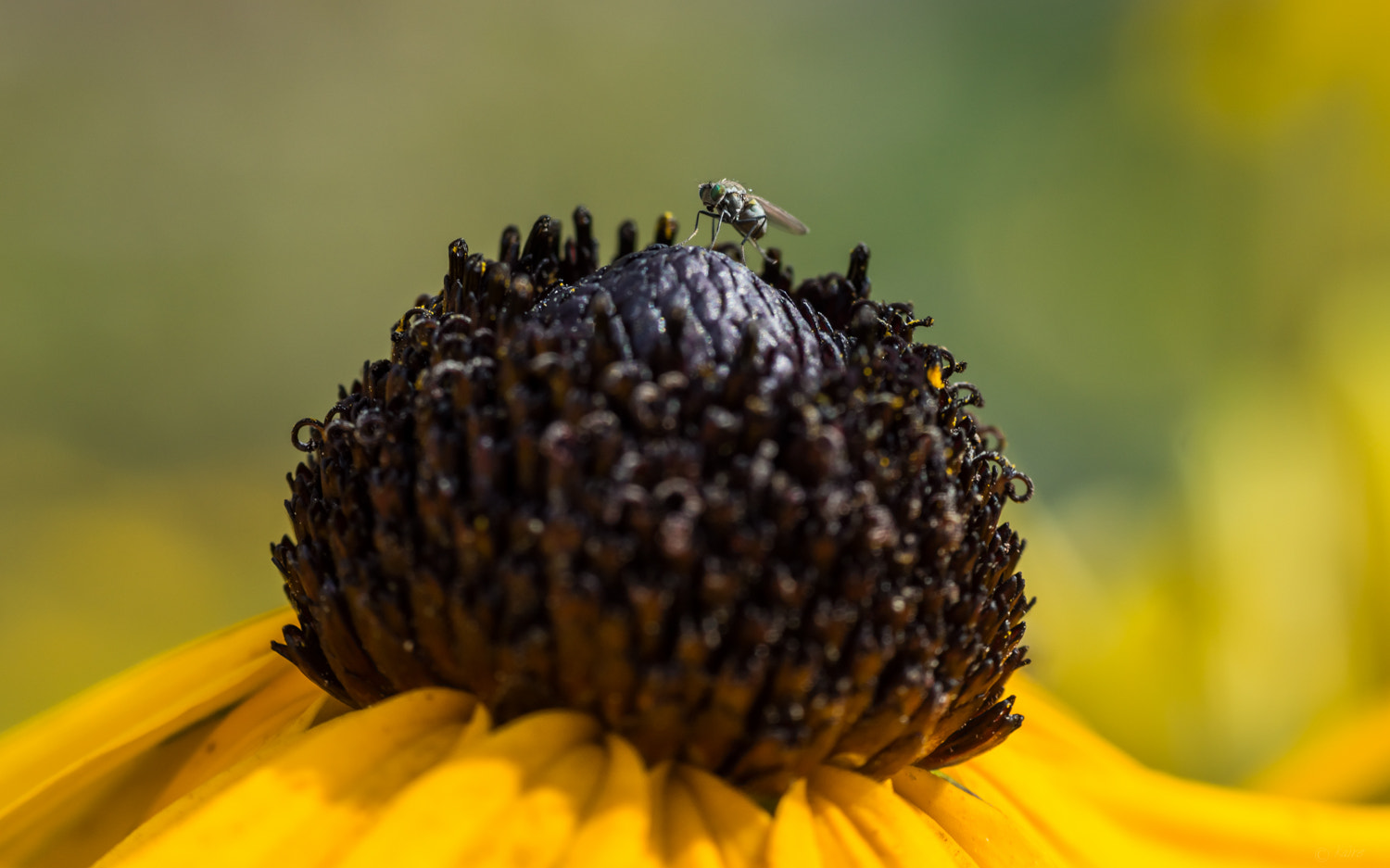 Sony SLT-A77 + Tamron AF 55-200mm F4-5.6 Di II LD Macro sample photo. Black eyed susan and a fly photography