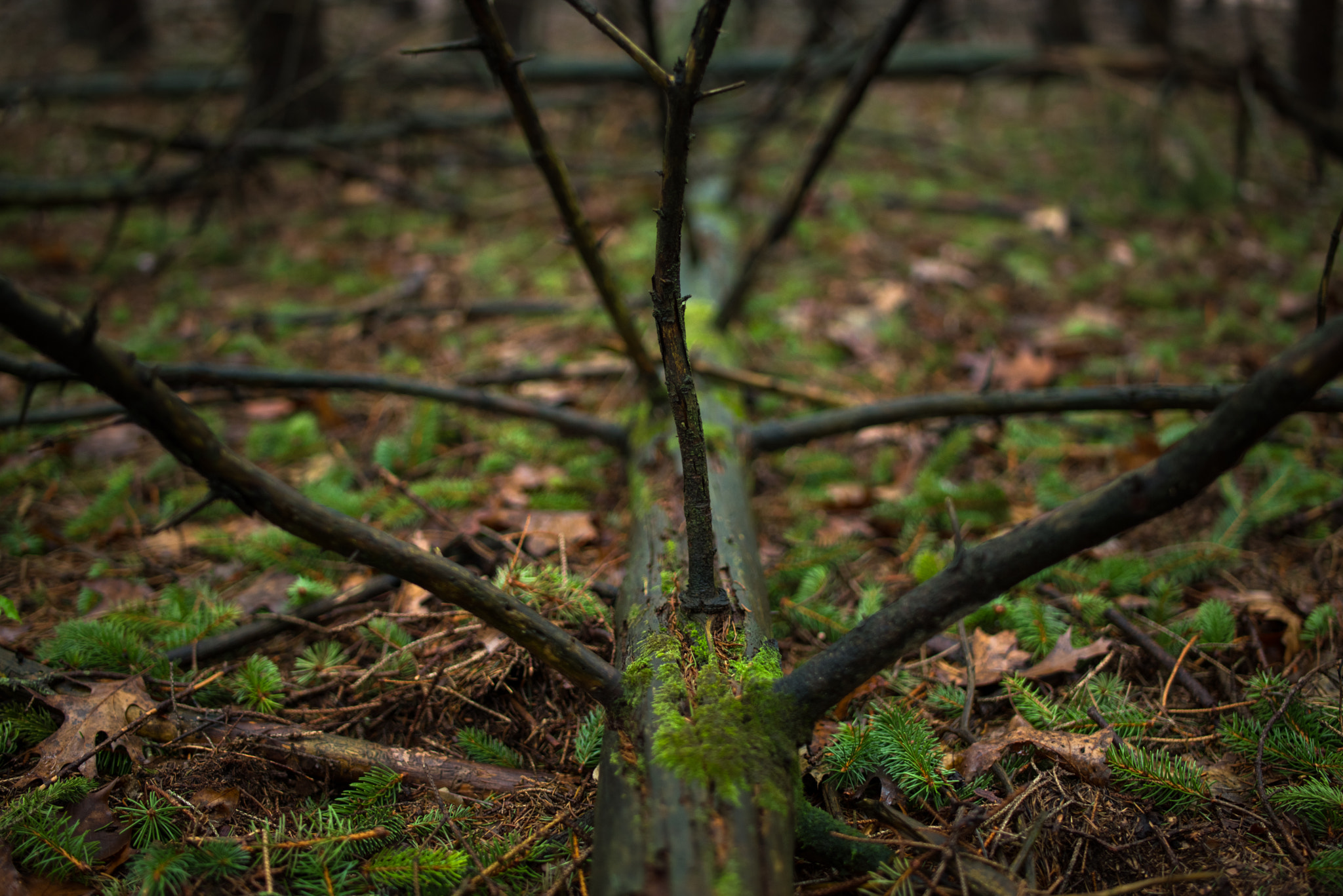 Pentax K-1 + A Series Lens sample photo. Natures form 2 photography