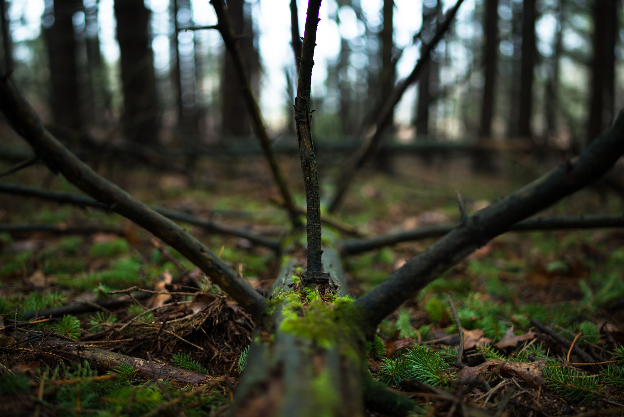 Pentax K-1 + A Series Lens sample photo. Natures form 3 photography