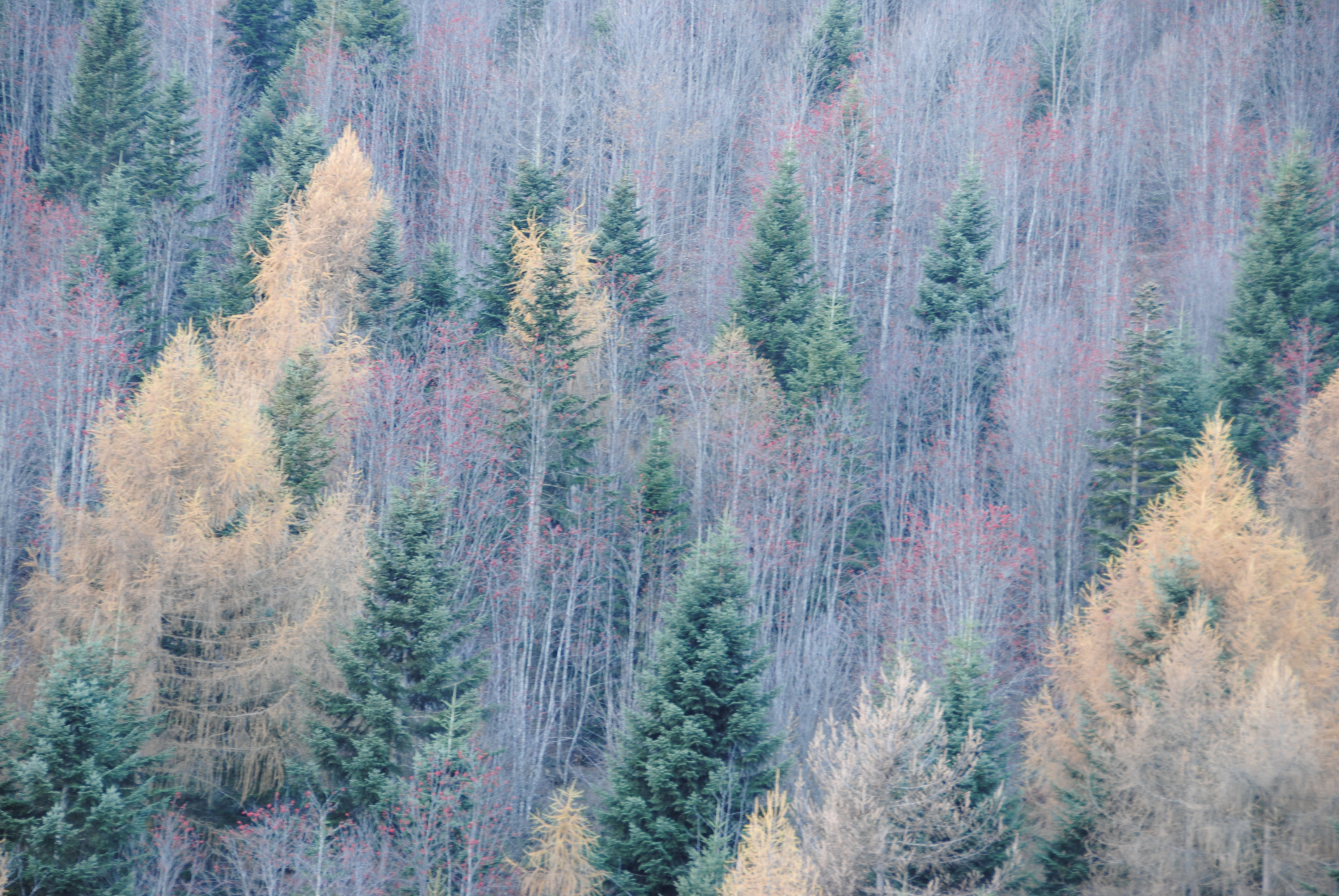 Nikon D3000 sample photo. Colors photography