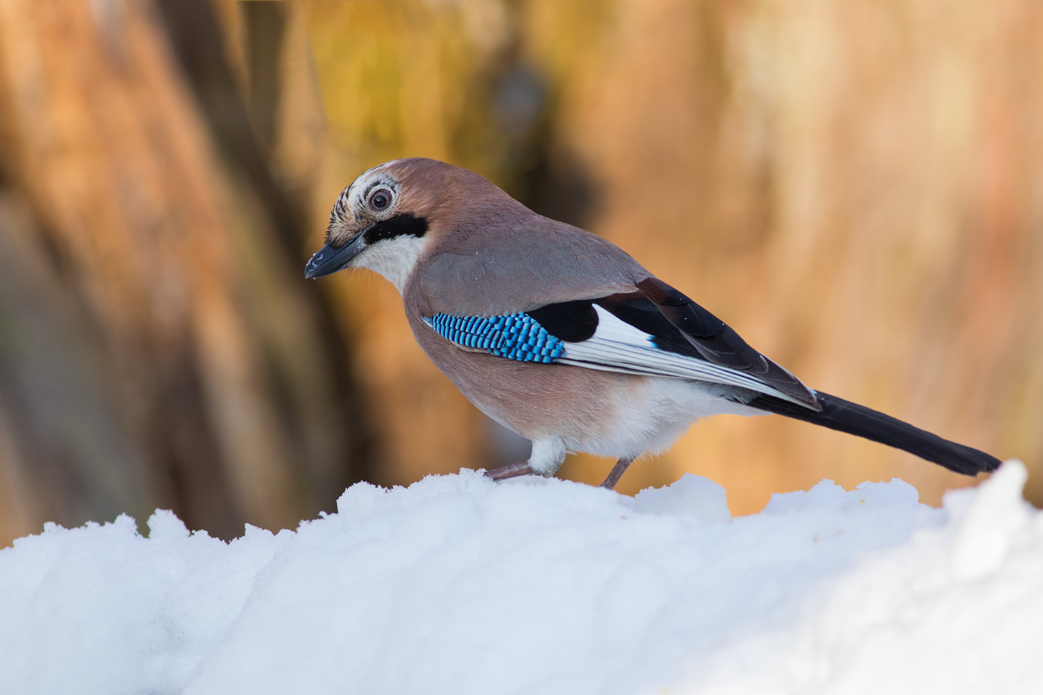 Canon EF 400mm F5.6L USM sample photo. Sojka obecná (garrulus glandarius

 photography