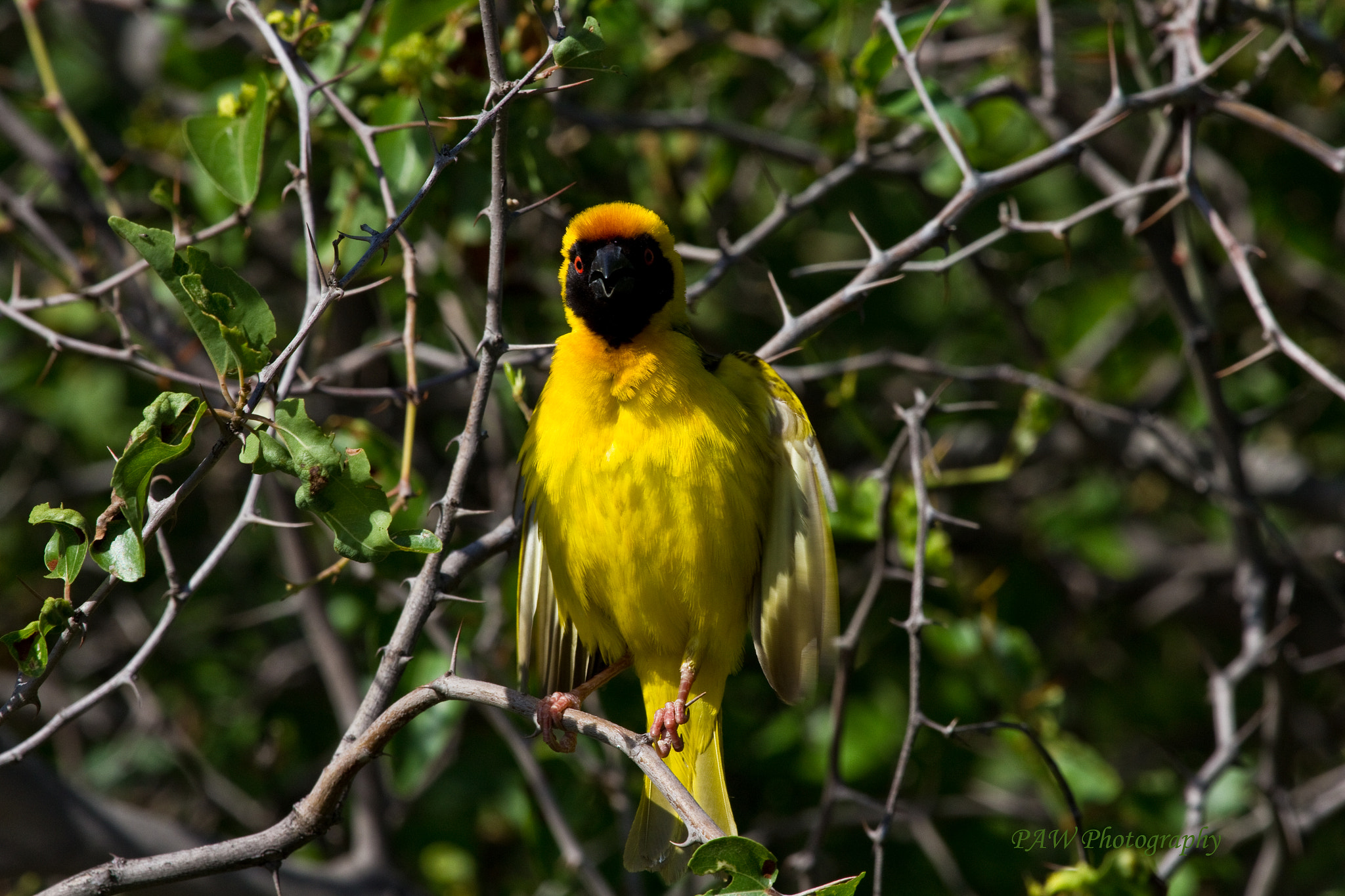 Canon EF 100-400mm F4.5-5.6L IS USM sample photo. Masked weaver photography
