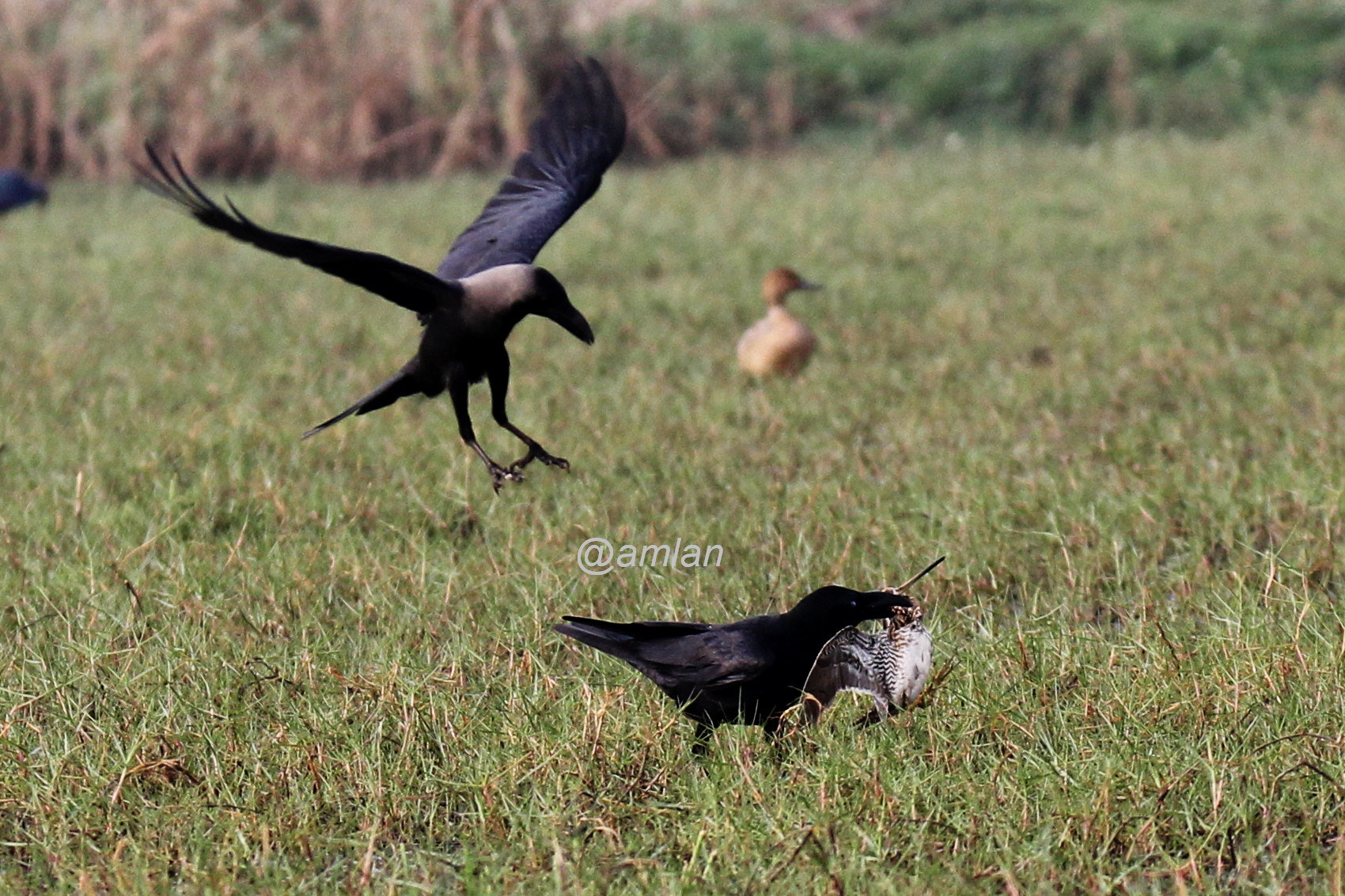 Tamron SP 150-600mm F5-6.3 Di VC USD sample photo. Raven's kill(raven with a snipe in mouth) photography