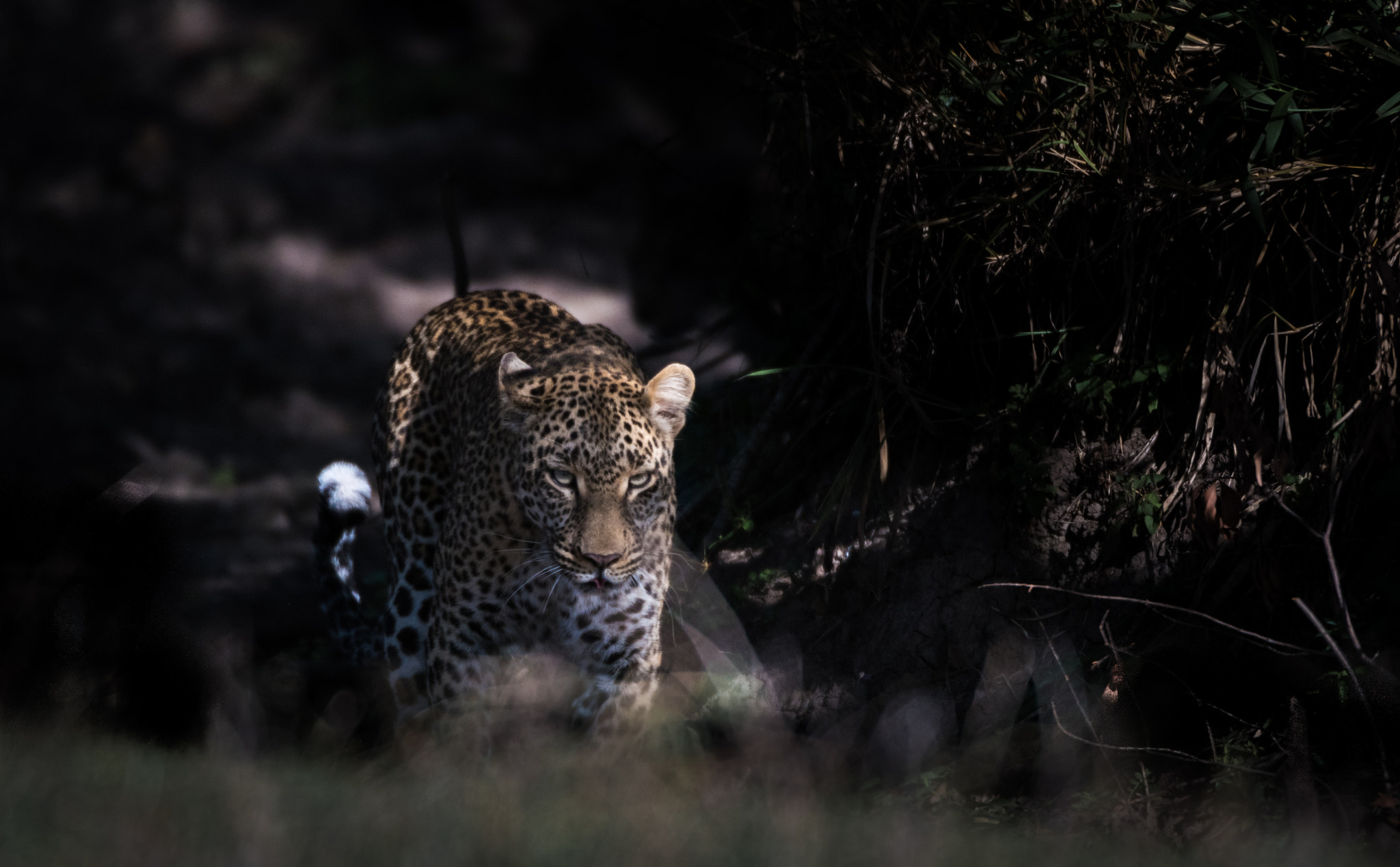 Nikon D810 sample photo. Lugga leopard photography