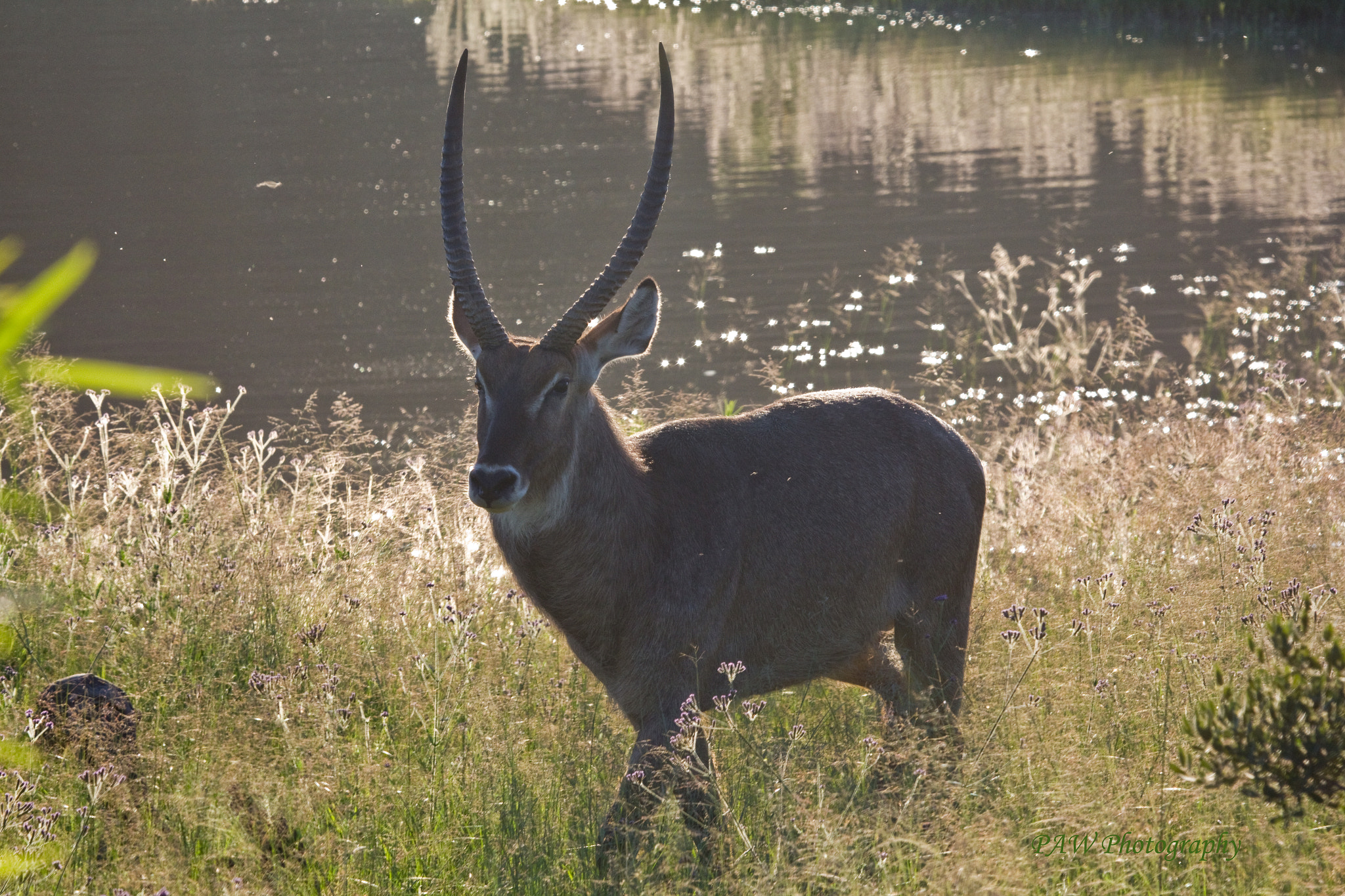 Canon EF 100-400mm F4.5-5.6L IS USM sample photo. Img photography