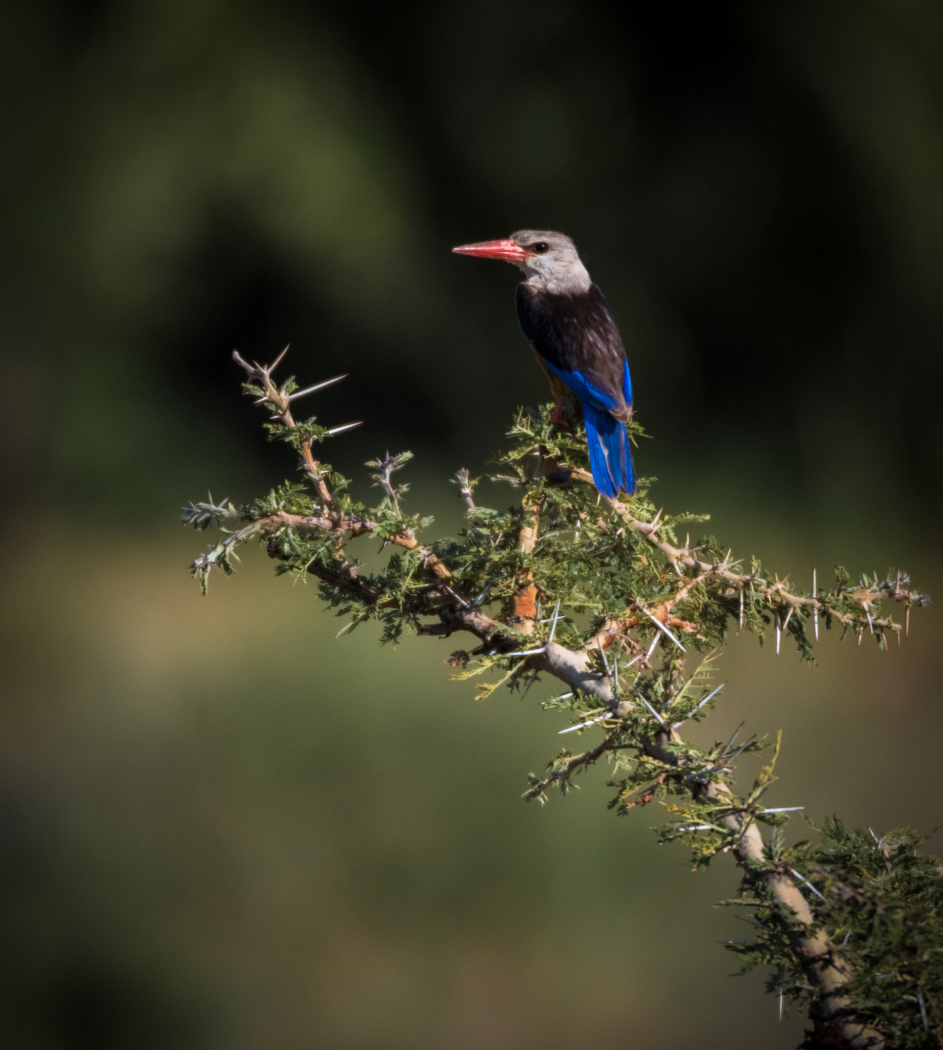 Nikon D810 sample photo. Kingfisher photography
