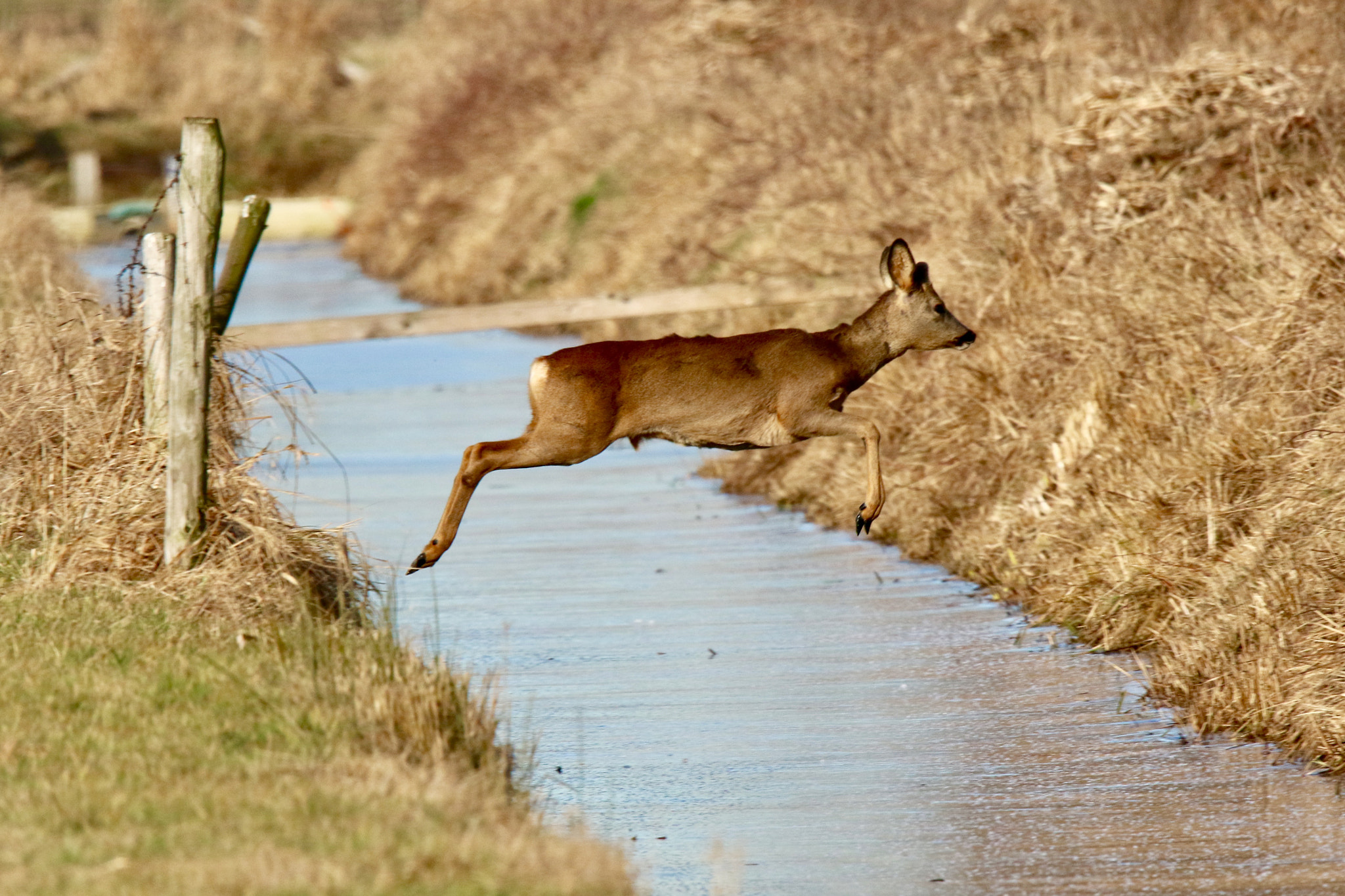 Sigma 150mm f/2.8 EX DG OS HSM APO Macro sample photo. Deer jumping over the ice picture was taken nearby culemborg photography