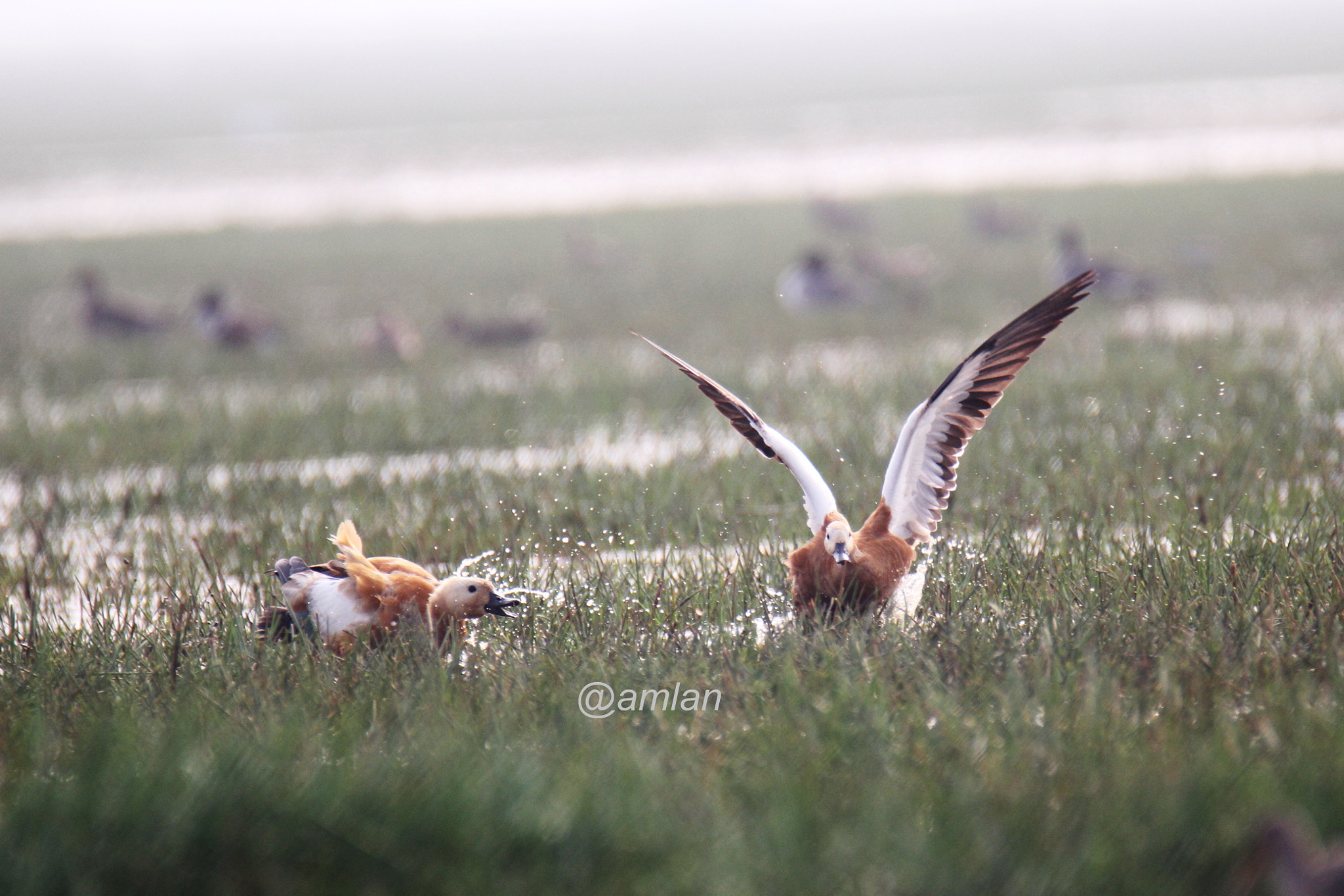 Canon EOS 60D + Tamron SP 150-600mm F5-6.3 Di VC USD sample photo. Territorial fight of rudyshell photography
