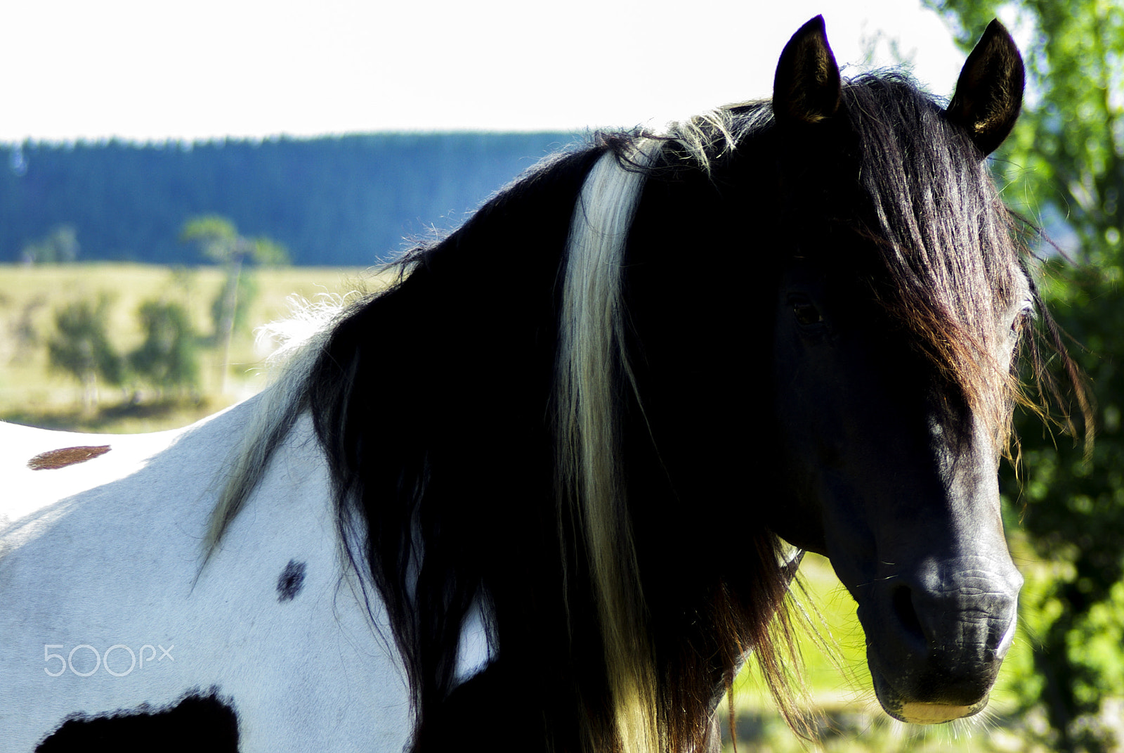 Pentax K10D + Cosina AF 100-300mm F5.6-6.7 sample photo. The blonde streak photography