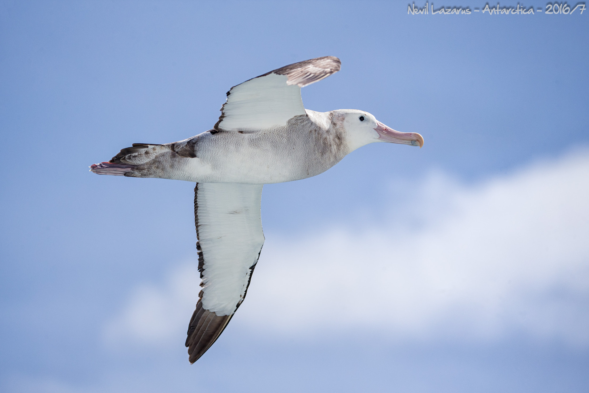 Canon EOS-1D X + Canon EF 200-400mm F4L IS USM Extender 1.4x sample photo. Wandering albatross photography