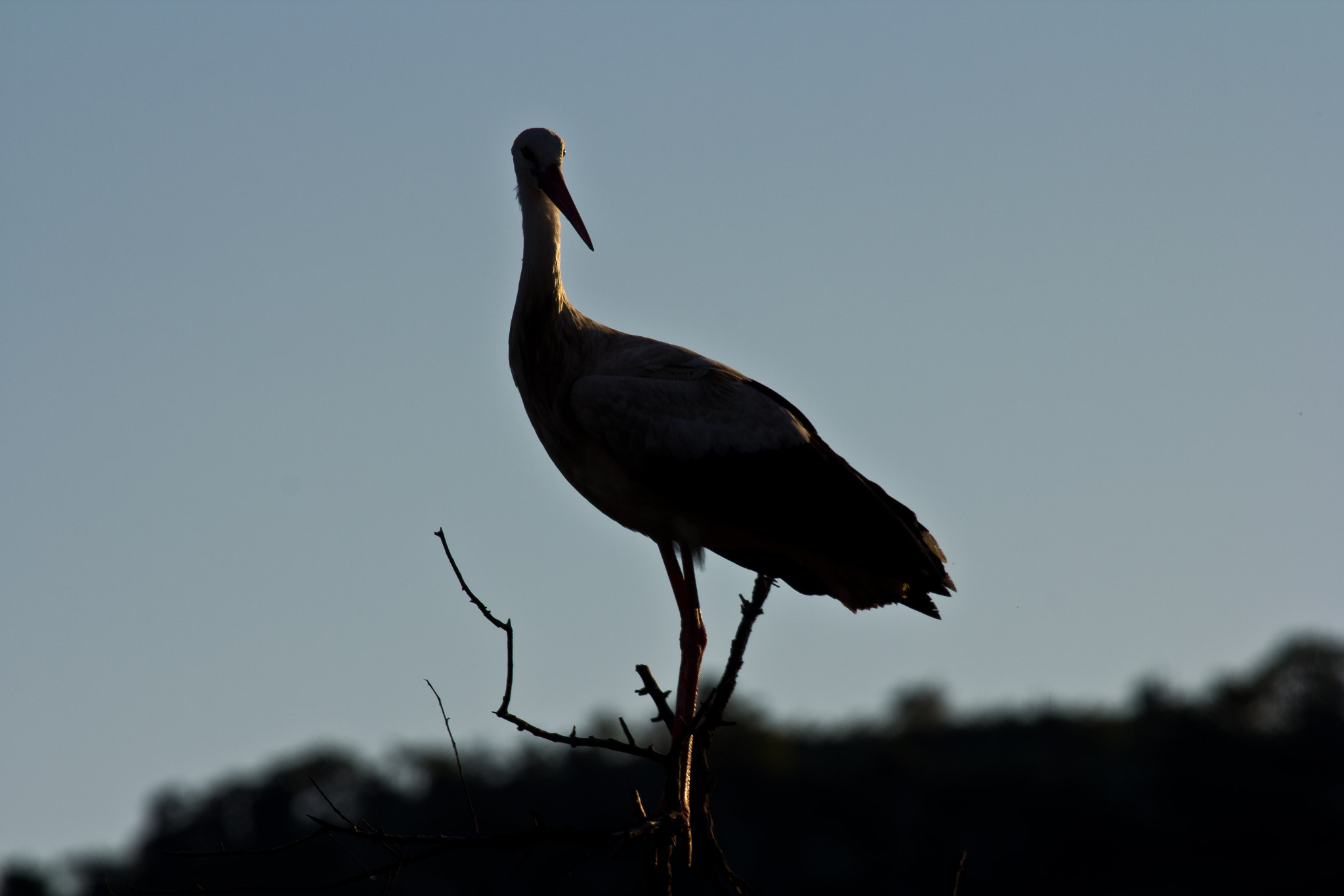 Canon EF 100-400mm F4.5-5.6L IS USM sample photo. Img photography