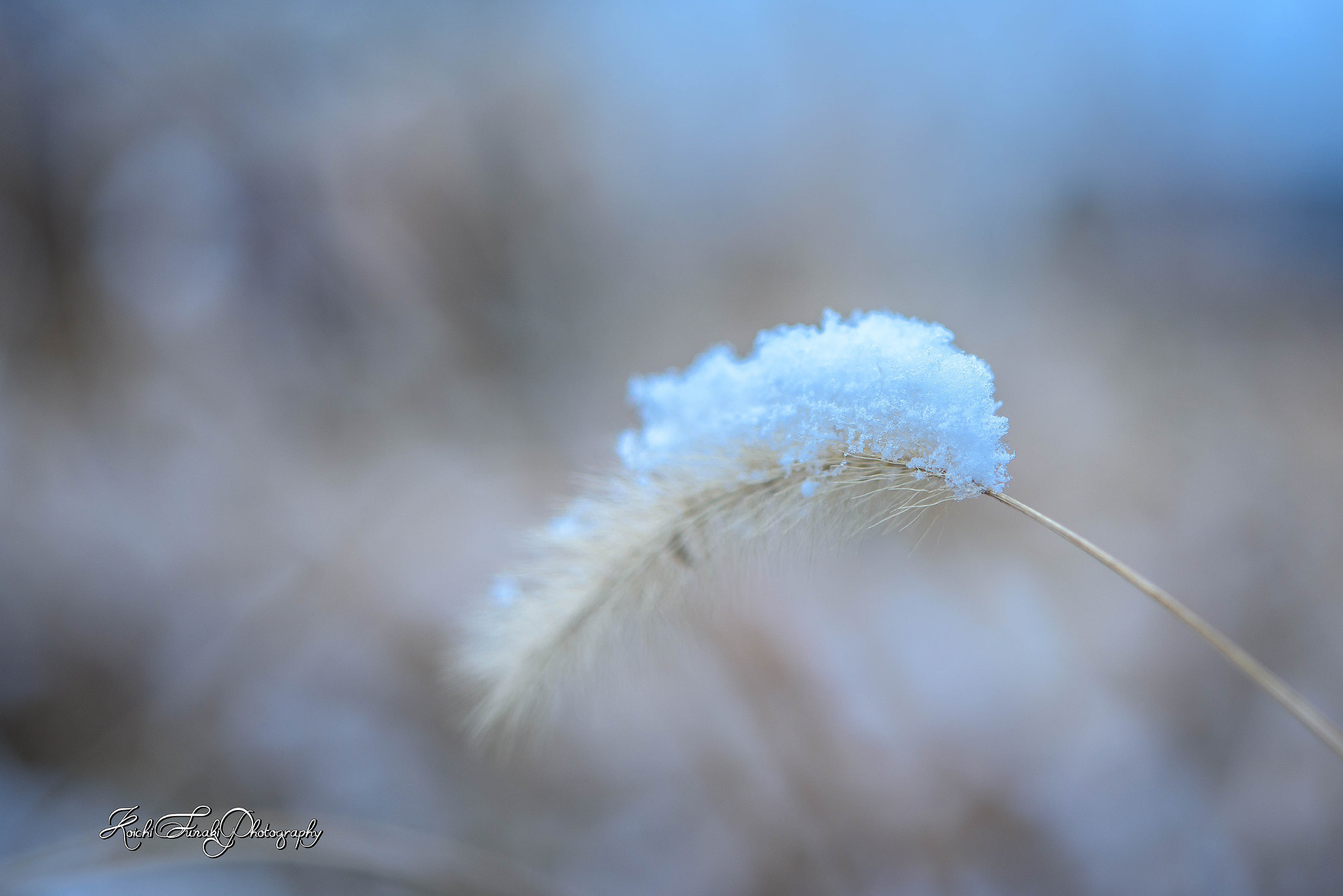 Nikon AF-S Micro-Nikkor 60mm F2.8G ED sample photo. It is snowing and cold today as well. photography