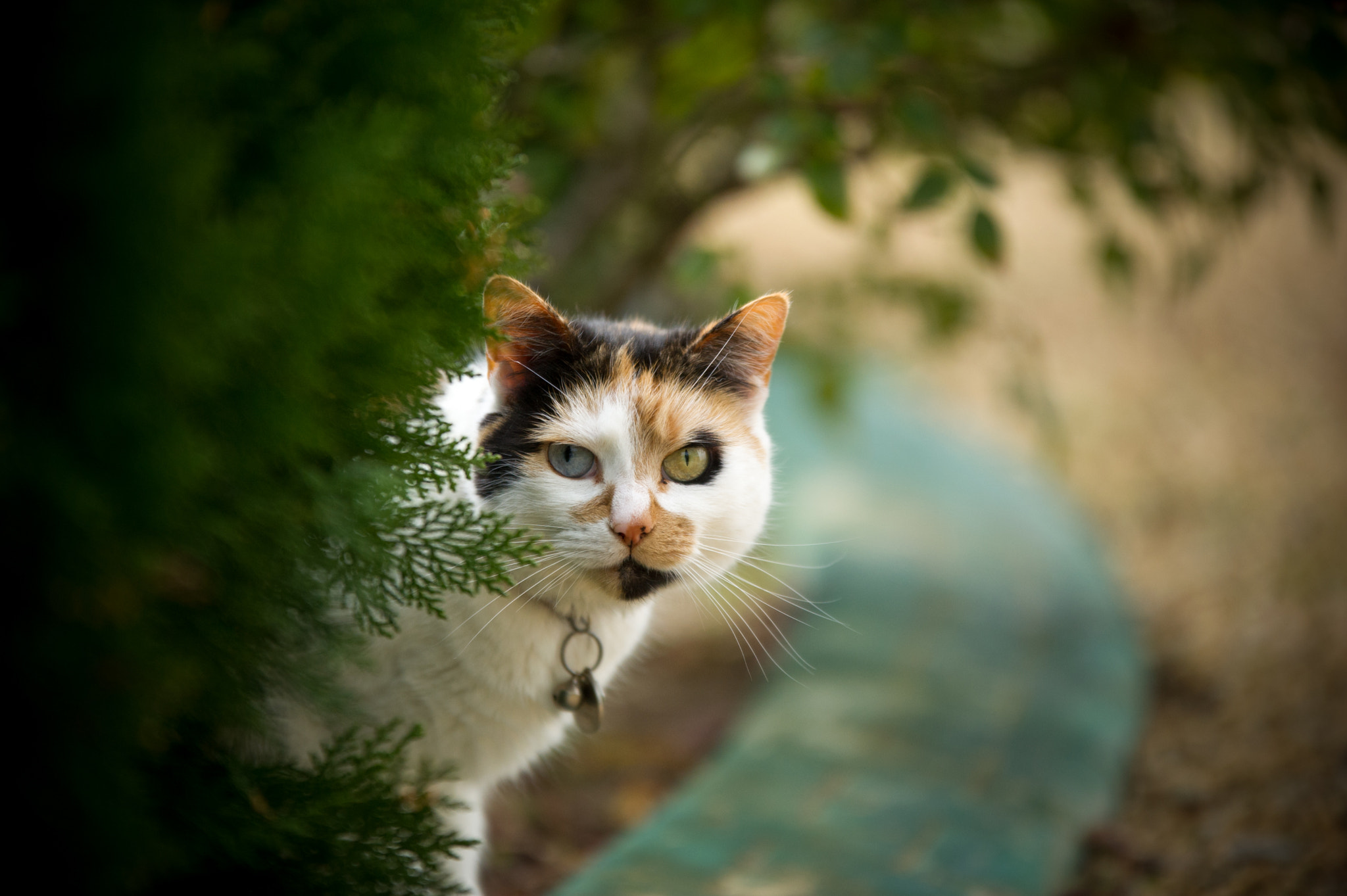 Sigma 70-200mm F2.8 EX DG OS HSM sample photo. Focus! photography