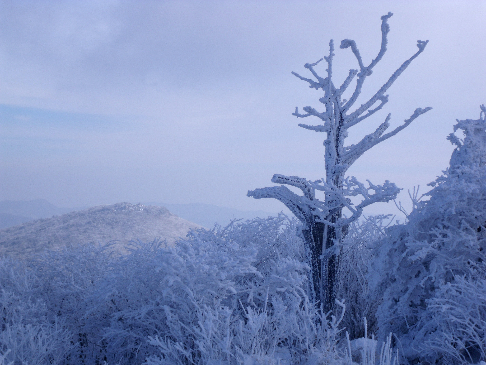 Fujifilm FinePix J110W sample photo. Hoarfrost on a dead taxus tree photography