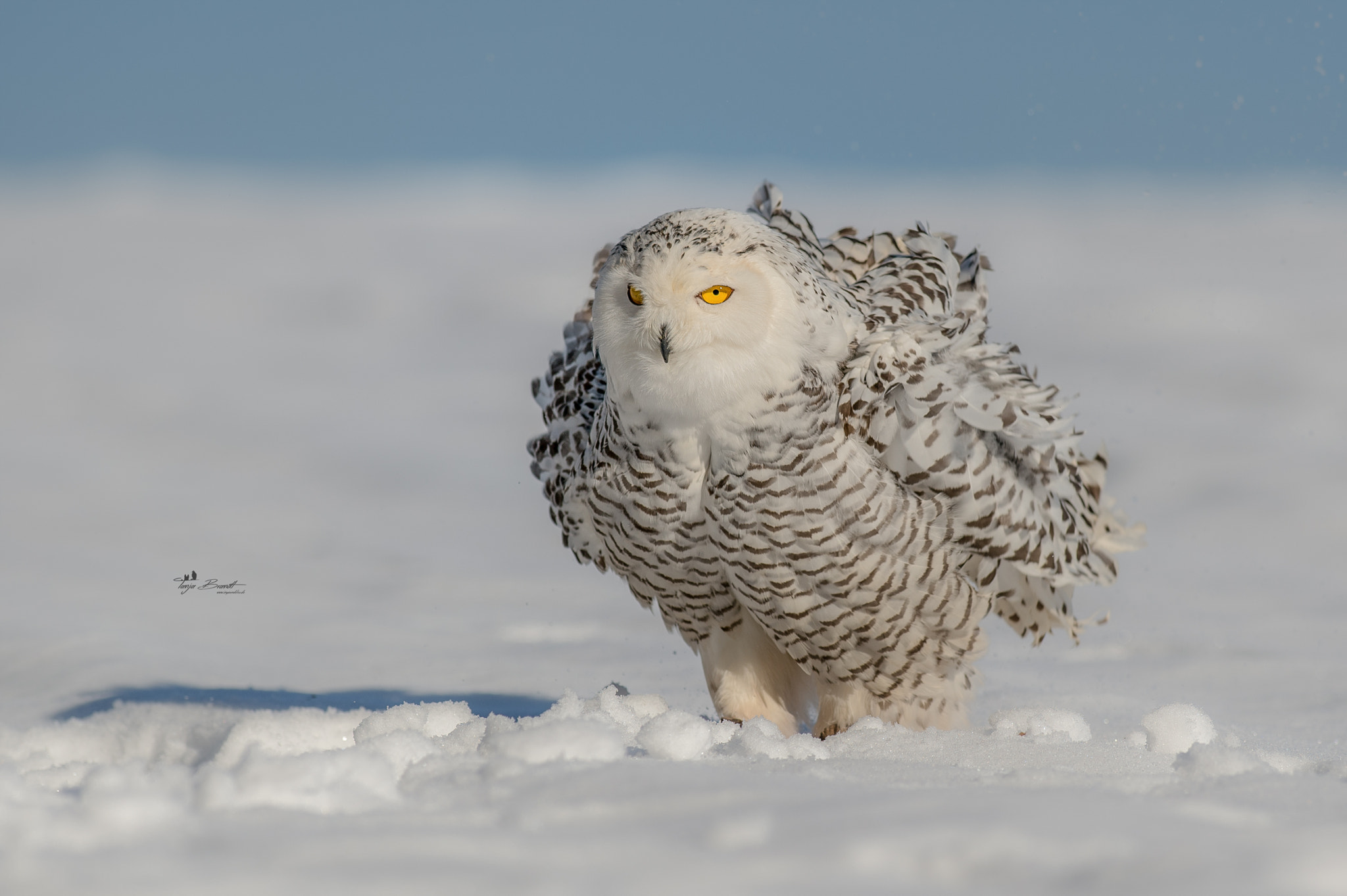 Nikon AF-S Nikkor 300mm F2.8G ED VR II sample photo. Snow-shake photography