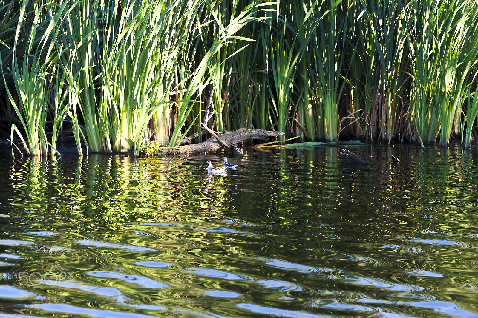 Canon EOS 500D (EOS Rebel T1i / EOS Kiss X3) + Sigma 24-70mm F2.8 EX DG Macro sample photo. Phalarope photography