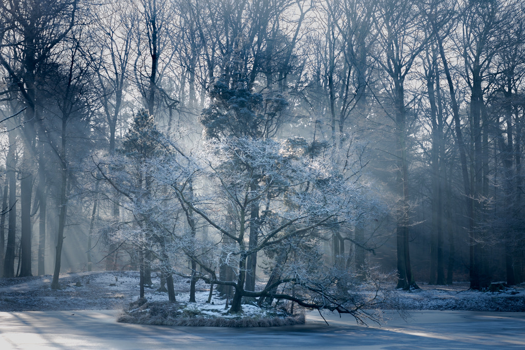 Tokina AT-X Pro 100mm F2.8 Macro sample photo. Cold winter morning photography