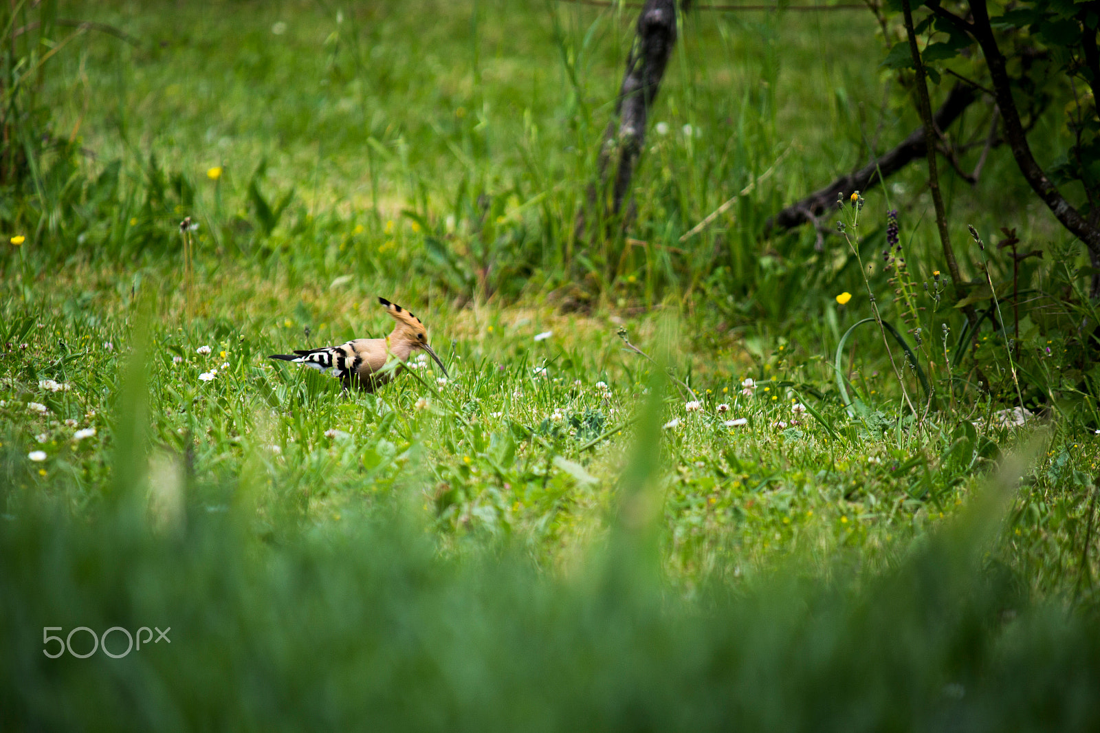 Canon EF-S 55-250mm F4-5.6 IS sample photo. Huppe fasciée photography