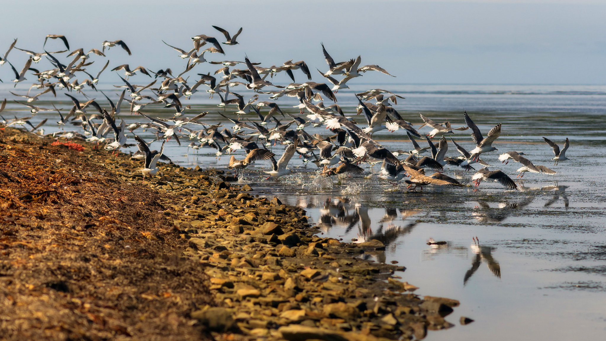 Sony Alpha DSLR-A850 sample photo. Rise of seagulls. photography