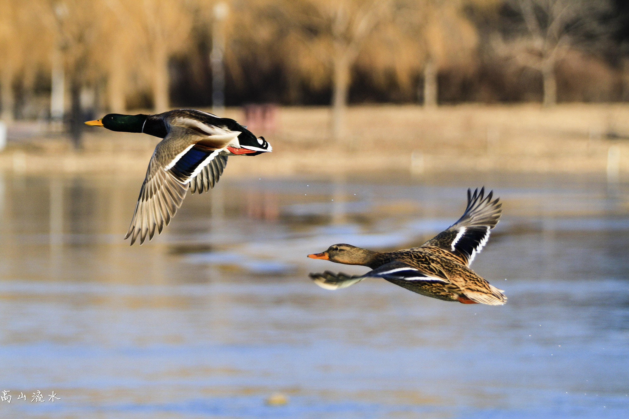 Canon EF 70-200mm F2.8L IS II USM sample photo. Green-head ducks photography
