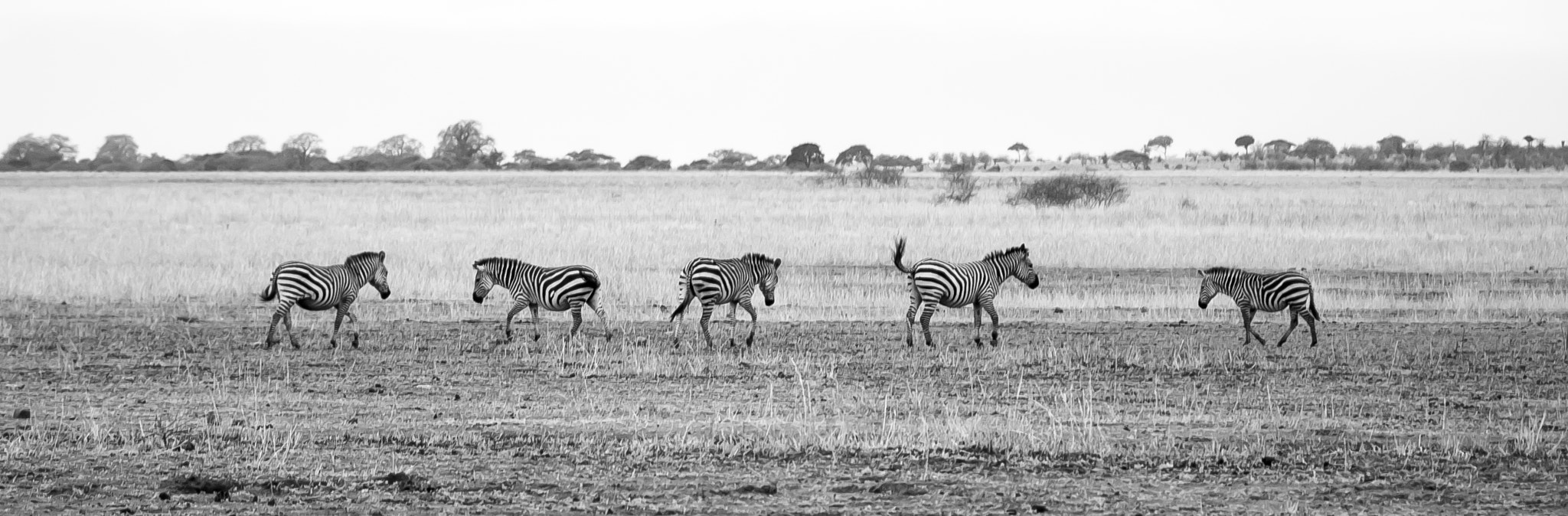 Olympus PEN E-PL2 sample photo. Alternating stripes photography