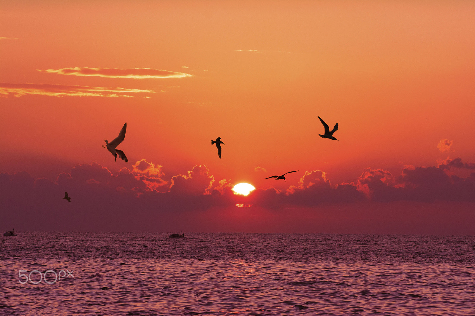 Nikon AF-S Nikkor 70-200mm F4G ED VR sample photo. Birds at sunste photography