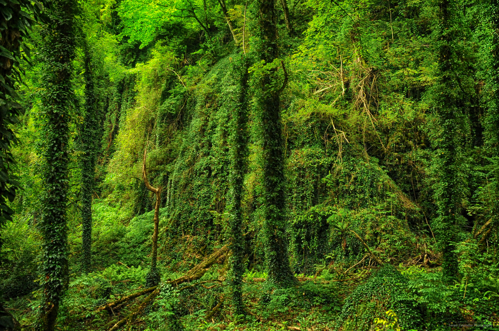 Nikon D300 sample photo. Only a green photography