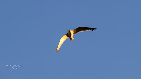 Seagull in the blue sky by Nick Patrin on 500px.com