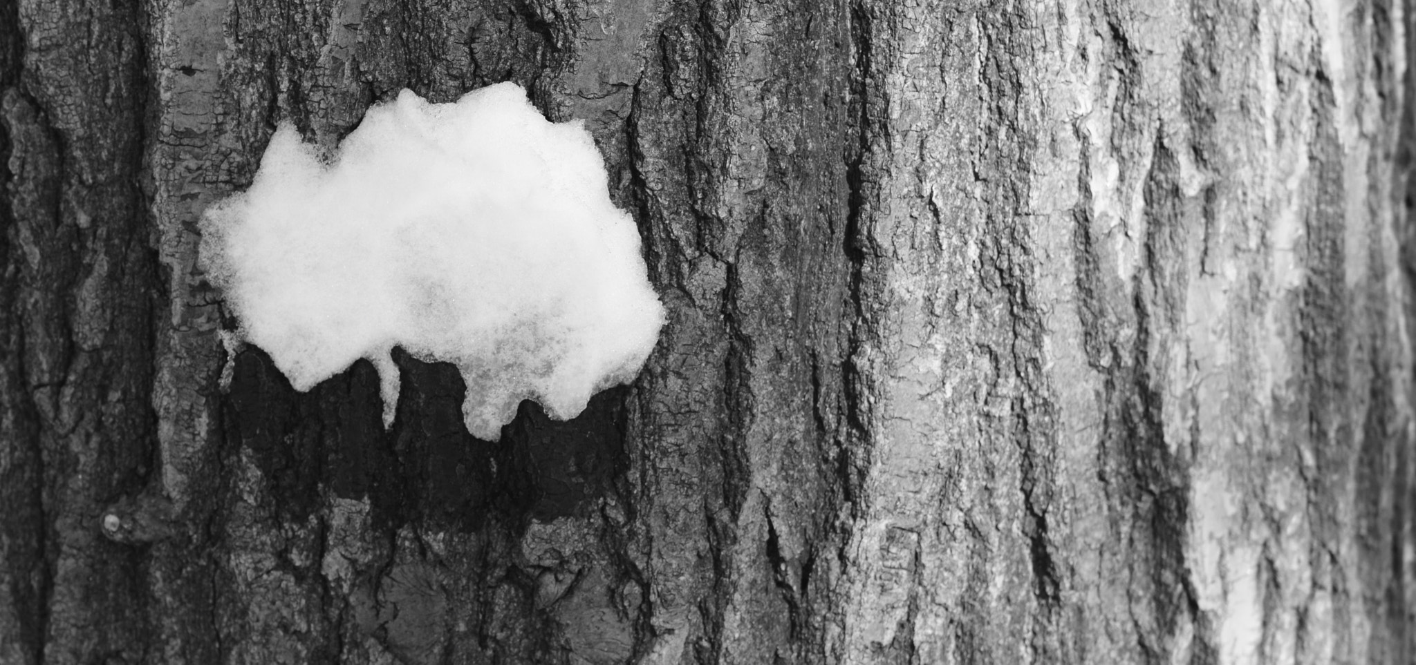 Nikon AF-S DX Micro-Nikkor 85mm F3.5G ED VR sample photo. Snow on the tree photography